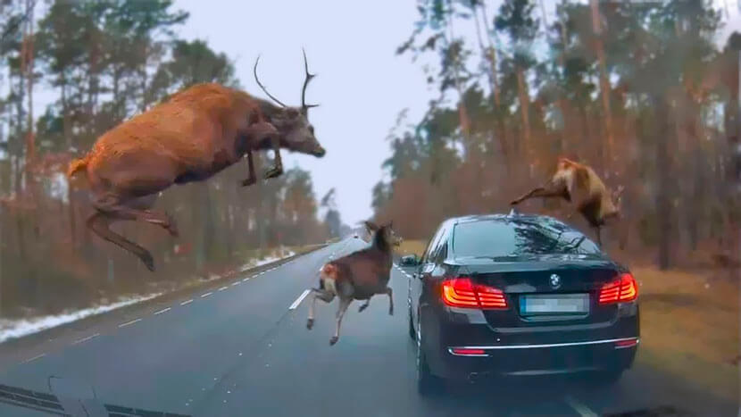 Beast on the Road: Who Will Pay When Colliding with an Animal - My, Motorists, Car, Road accident, Road, The beast, Animals, Useful, Driver, Auto, Transport, Republic of Belarus, Traffic rules, Place, Fine, Disappeared, Safety, Guilt, Gai, Longpost