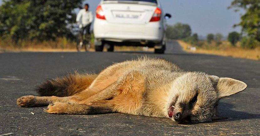 Beast on the Road: Who Will Pay When Colliding with an Animal - My, Motorists, Car, Road accident, Road, The beast, Animals, Useful, Driver, Auto, Transport, Republic of Belarus, Traffic rules, Place, Fine, Disappeared, Safety, Guilt, Gai, Longpost