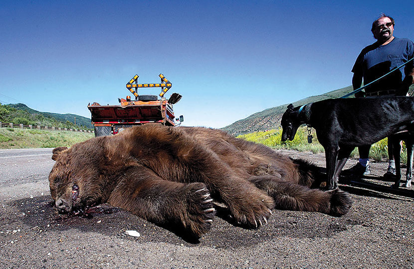 Beast on the Road: Who Will Pay When Colliding with an Animal - My, Motorists, Car, Road accident, Road, The beast, Animals, Useful, Driver, Auto, Transport, Republic of Belarus, Traffic rules, Place, Fine, Disappeared, Safety, Guilt, Gai, Longpost