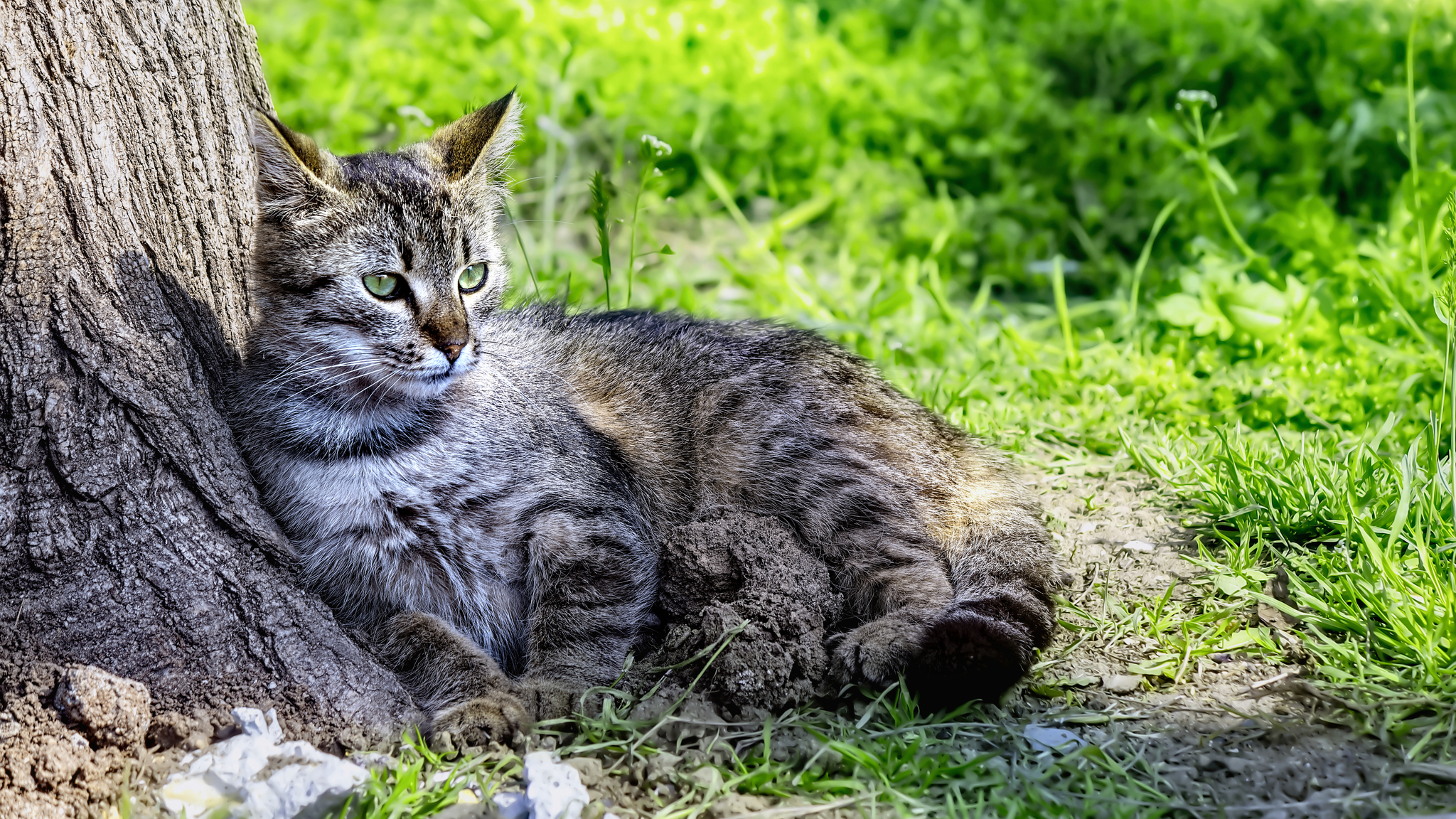 Kitty - My, The photo, Street photography, Canon, City walk, cat, Crimea, Evpatoria, Beginning photographer, Kittens