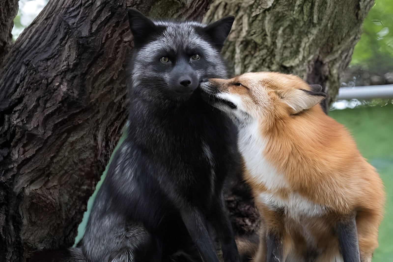 Refusal is not accepted... - The photo, Fox, Chernoburka, Animals, In the animal world