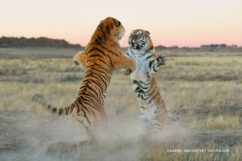 Tigers and their wild animal magnetism - Tiger, The photo, Animals, Wild animals, Bigpiccha, Longpost, Big cats, Cat family, Predatory animals