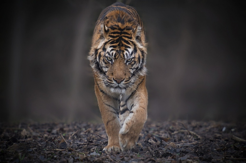 Tigers and their wild animal magnetism - Tiger, The photo, Animals, Wild animals, Bigpiccha, Longpost, Big cats, Cat family, Predatory animals