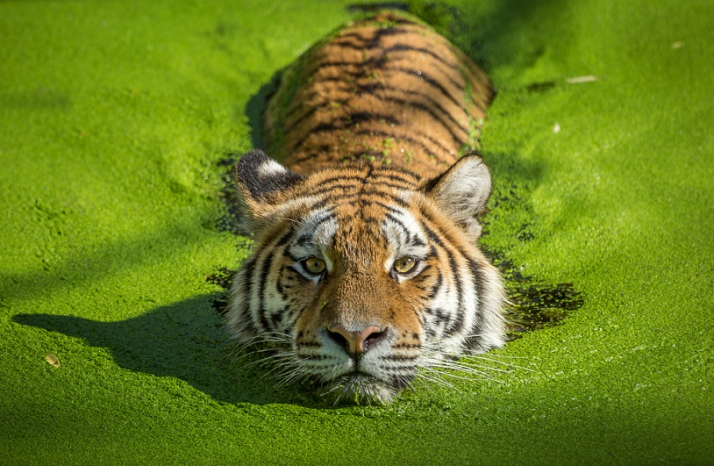 Tigers and their wild animal magnetism - Tiger, The photo, Animals, Wild animals, Bigpiccha, Longpost, Big cats, Cat family, Predatory animals