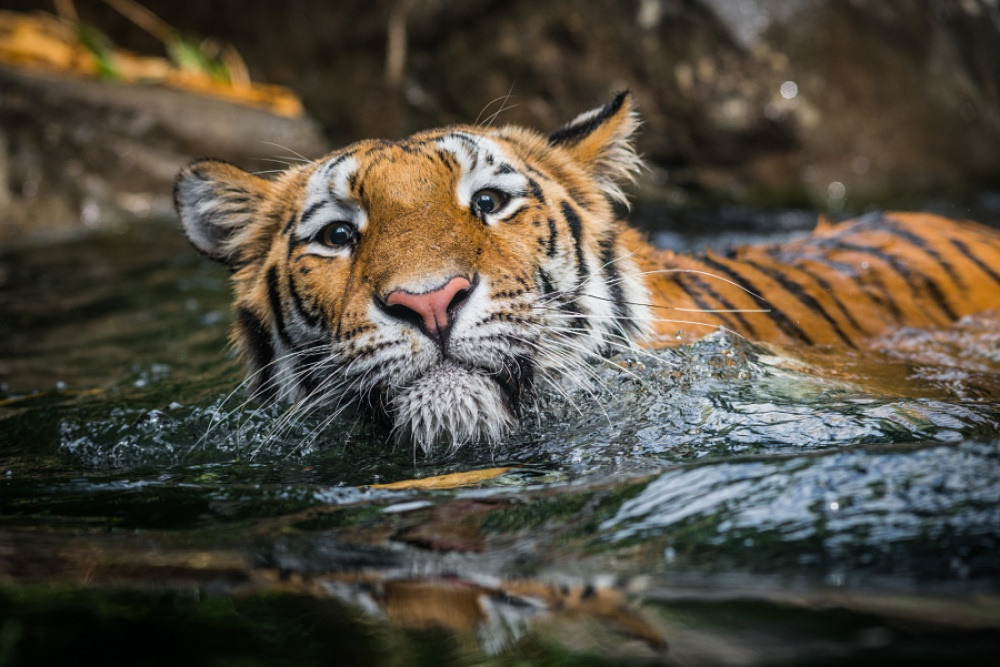 Tigers and their wild animal magnetism - Tiger, The photo, Animals, Wild animals, Bigpiccha, Longpost, Big cats, Cat family, Predatory animals