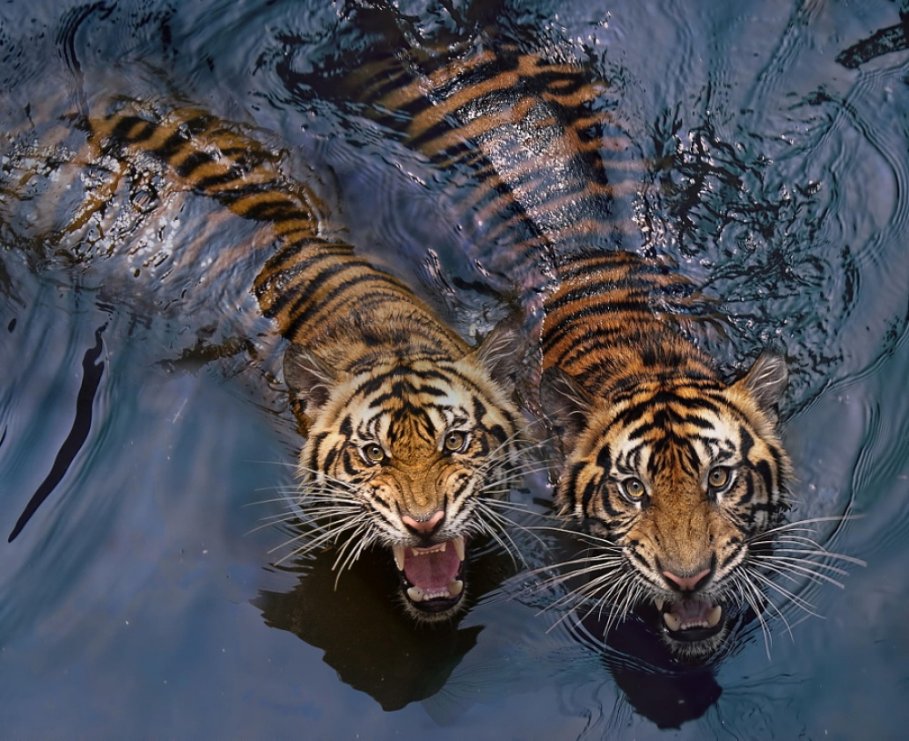 Tigers and their wild animal magnetism - Tiger, The photo, Animals, Wild animals, Bigpiccha, Longpost, Big cats, Cat family, Predatory animals