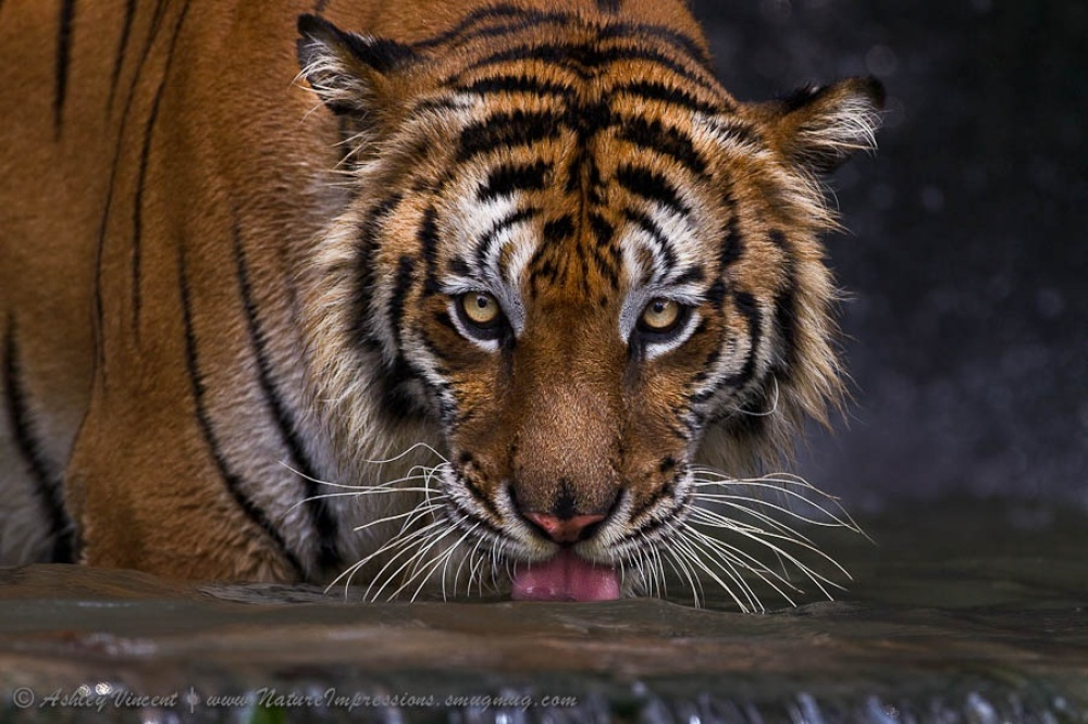 Tigers and their wild animal magnetism - Tiger, The photo, Animals, Wild animals, Bigpiccha, Longpost, Big cats, Cat family, Predatory animals