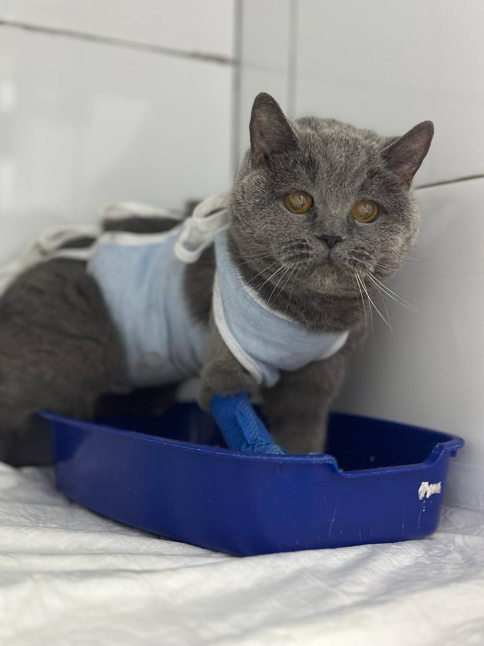 She was thrown out to die as an unwanted thing. Part 2 - In good hands, Homeless animals, Veterinary, cat, Kittens, Cat lovers, Good league, Lost, Overexposure, Animal Rescue, Shelter, Volunteering, Fluffy, Pet the cat, Charity, Care, Video, Vertical video, Longpost