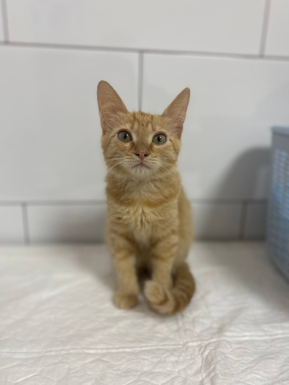 Kiselechek, who was asked to be put to sleep. Continuation - Treatment, Veterinary, Homeless animals, In good hands, Kittens, cat, Cat lovers, Animal Rescue, Overexposure, Good league, Volunteering, Shelter, Video, Vertical video, Longpost