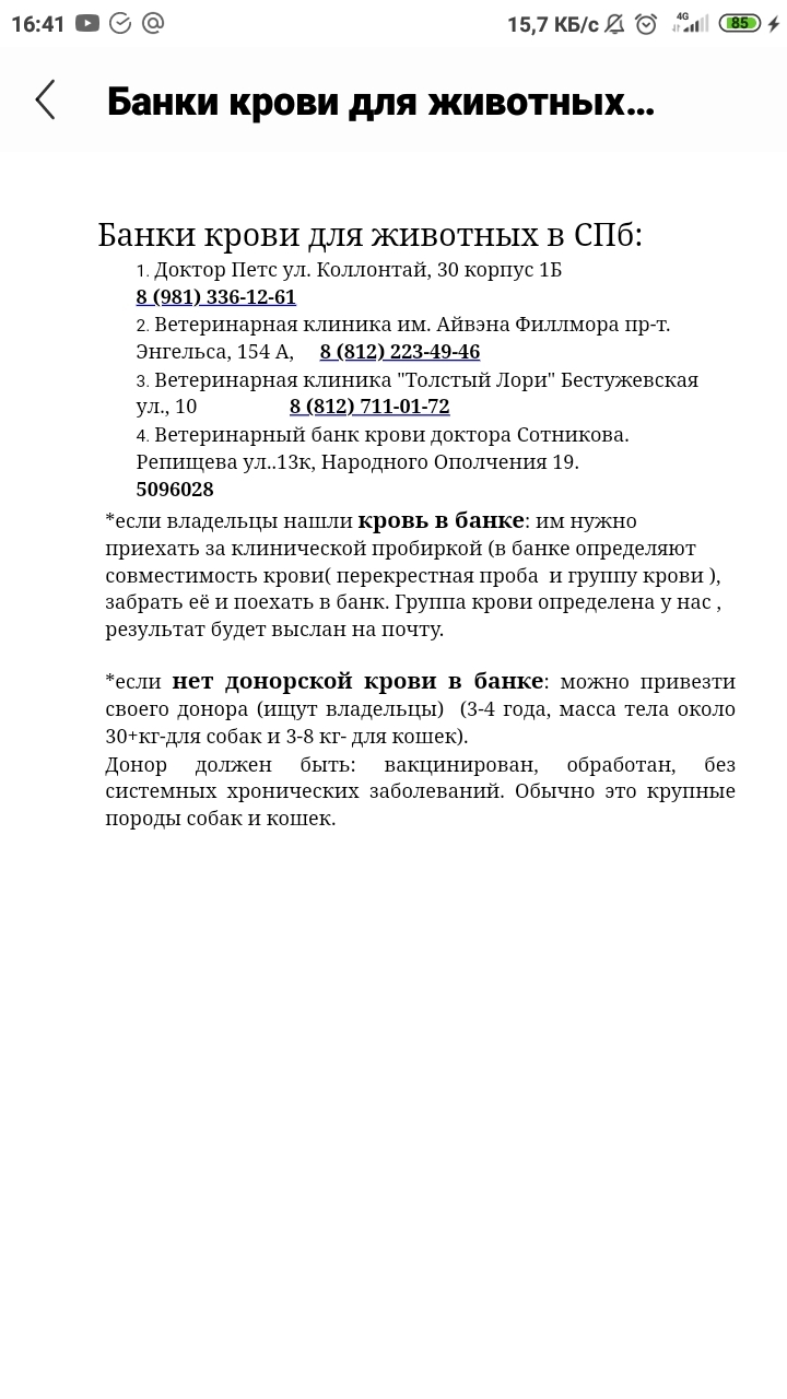 Коту в СпБ нужна кровь - Без рейтинга, Кровь, Кот, Помощь, Донорство, Ветеринария, Помощь животным