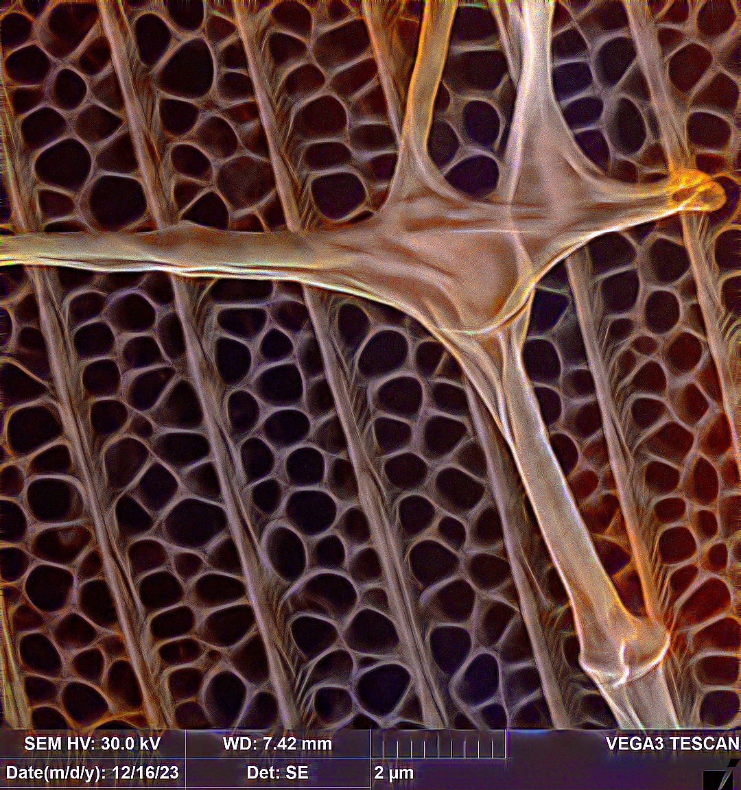 Web on a butterfly wing scale (20,000x magnification) - My, Scanning electron microscope, Insects, Butterfly, Wings, Microfilming