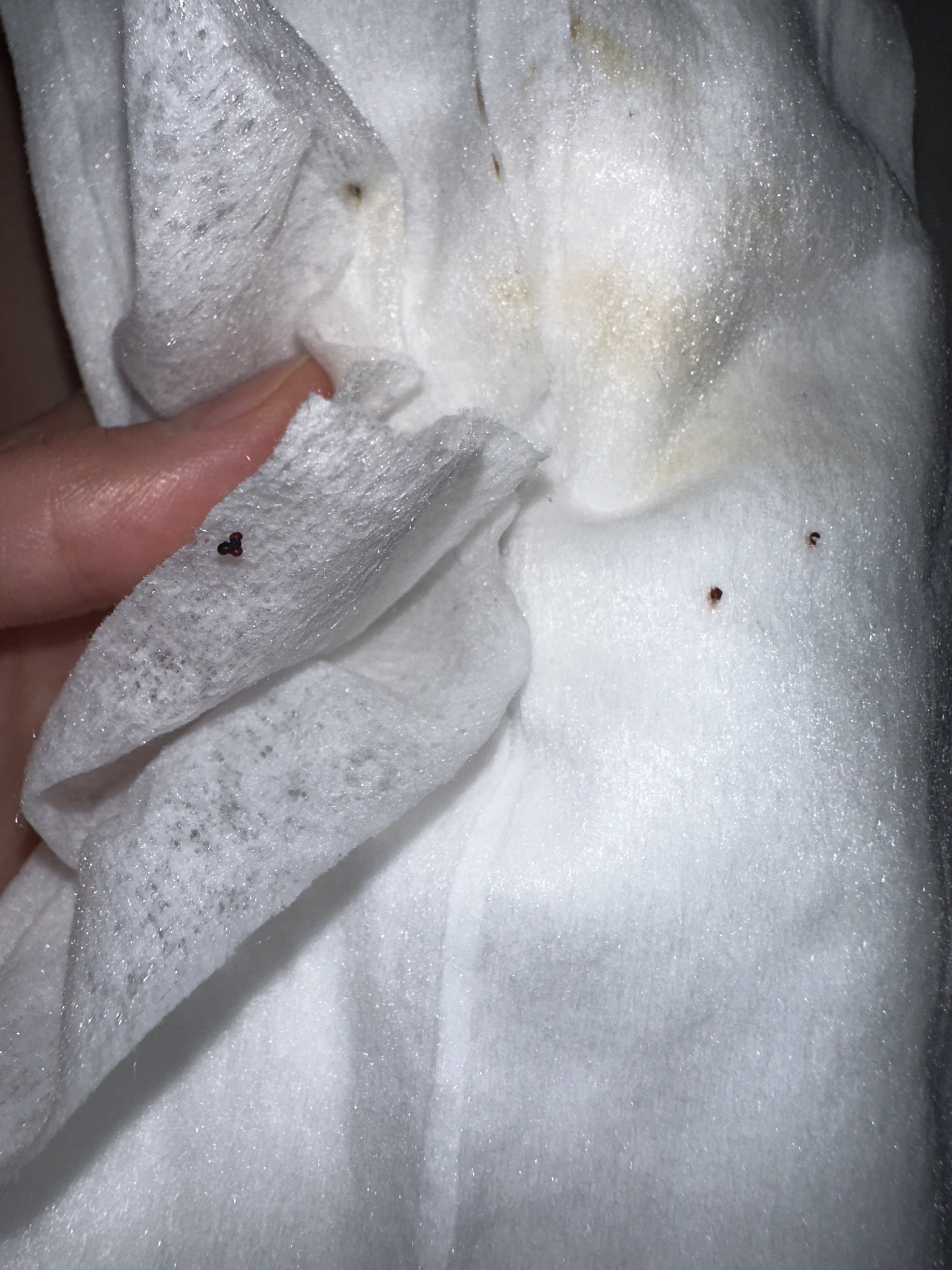 Bedbugs, I guess? - My, Bedbugs, Insects, Longpost, Question