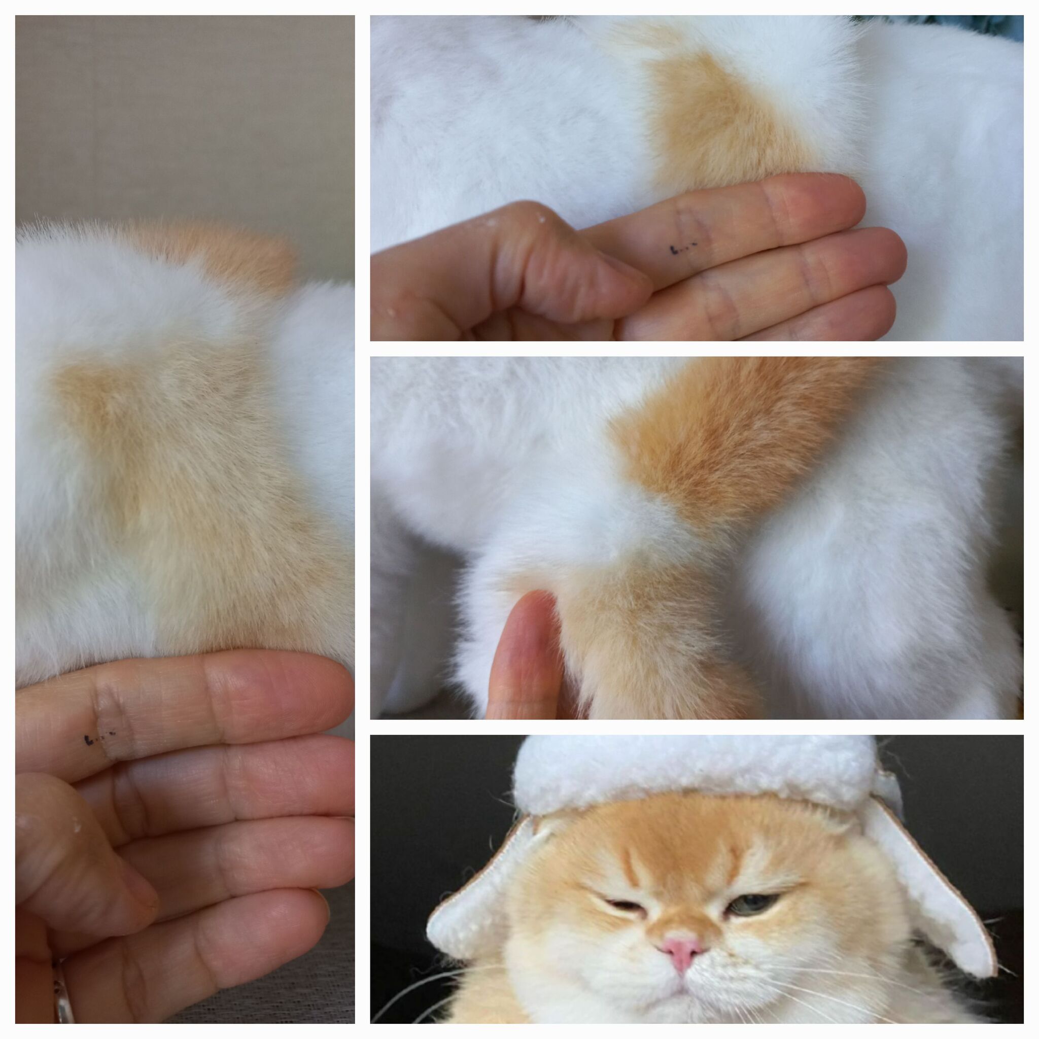 Golden cat or ginger? The process - My, Author's toy, Milota, Small cats, British Golden Chinchilla, Video, Youtube, Soundless, Vertical video, Longpost