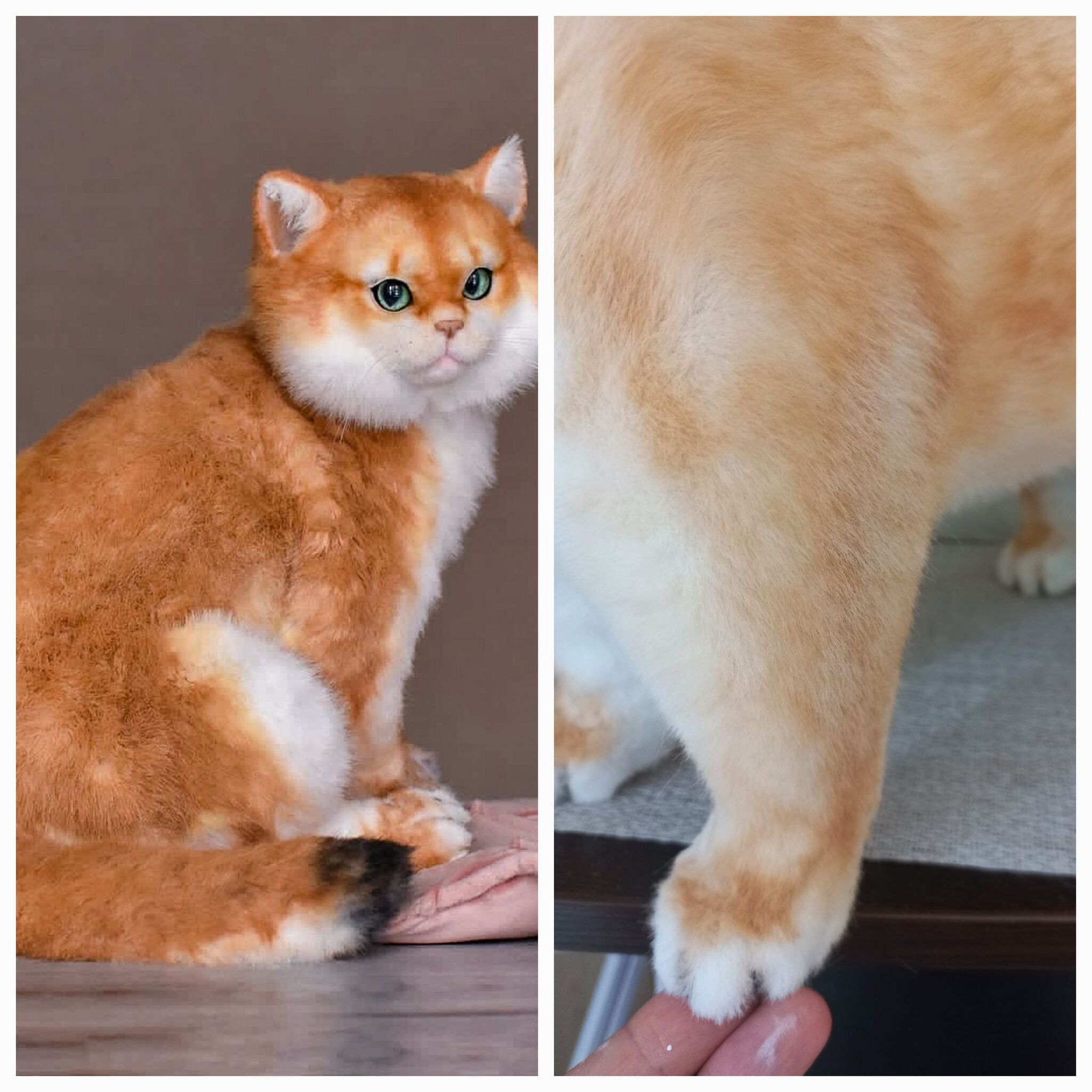 Golden cat or ginger? The process - My, Author's toy, Milota, Small cats, British Golden Chinchilla, Video, Youtube, Soundless, Vertical video, Longpost