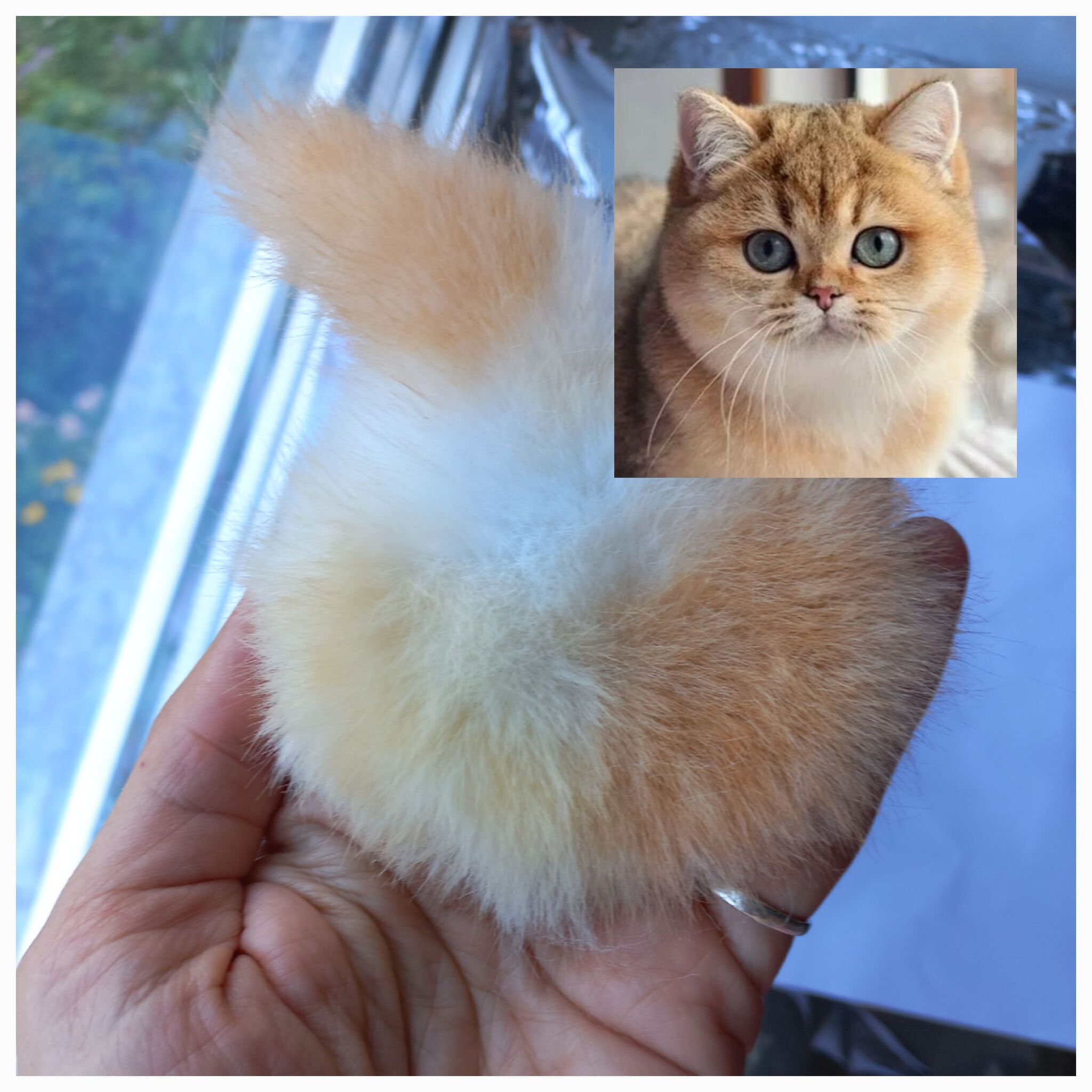 Golden cat or ginger? The process - My, Author's toy, Milota, Small cats, British Golden Chinchilla, Video, Youtube, Soundless, Vertical video, Longpost