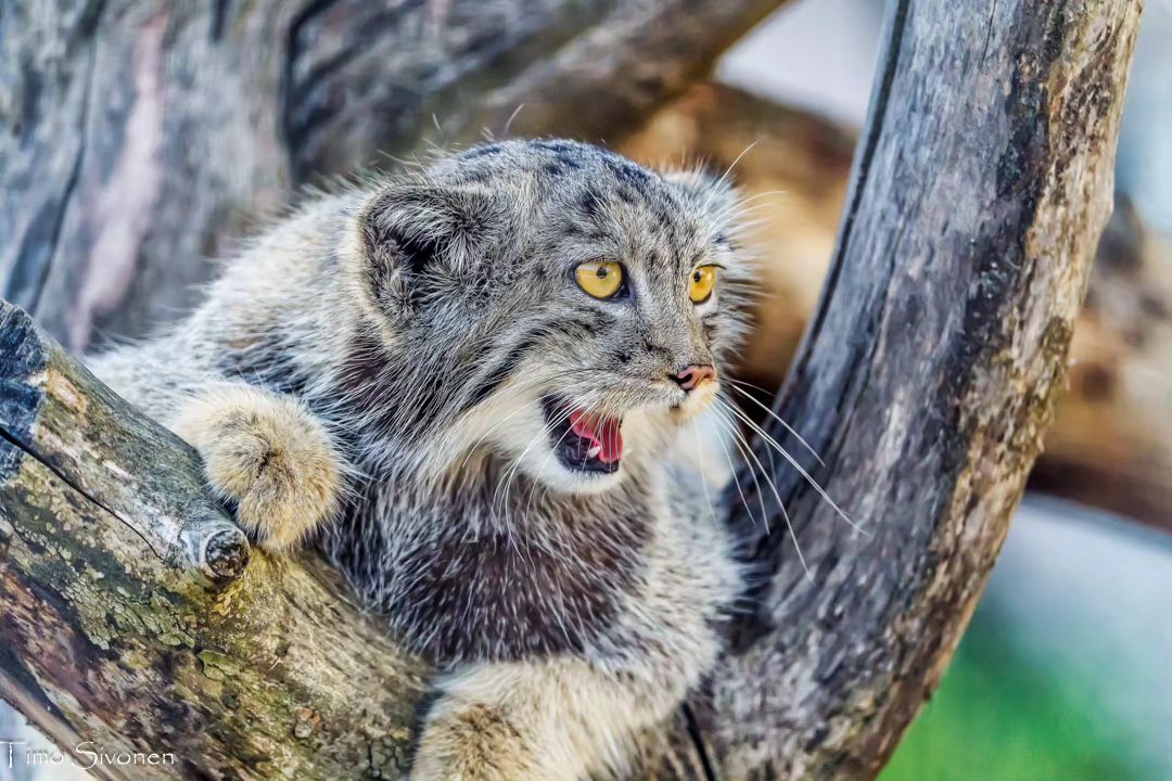 How many delicious visitors - Predatory animals, Wild animals, Cat family, Pallas' cat, Zoo, Small cats, The photo, Young