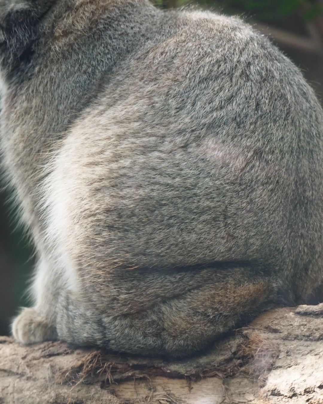 Fat is being put on - Predatory animals, Wild animals, Cat family, Pallas' cat, Zoo, Small cats, The photo, Longpost