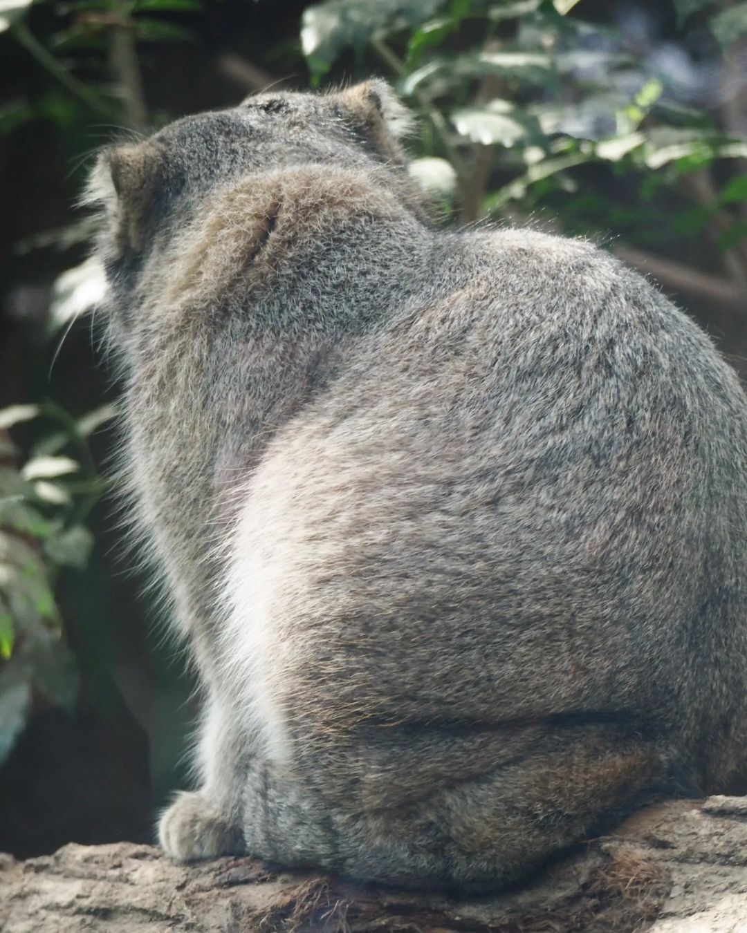 Fat is being put on - Predatory animals, Wild animals, Cat family, Pallas' cat, Zoo, Small cats, The photo, Longpost