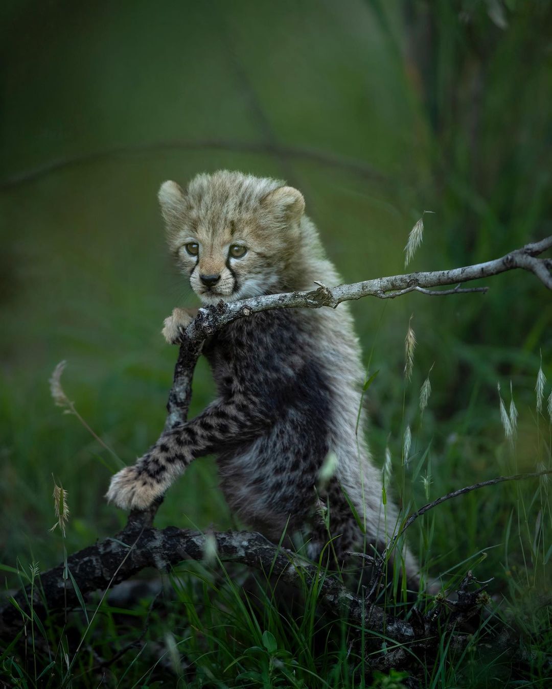 Broke it - Young, Cheetah, Small cats, Cat family, Predatory animals, Wild animals, wildlife, Reserves and sanctuaries, Masai Mara, Africa, The photo, Tree