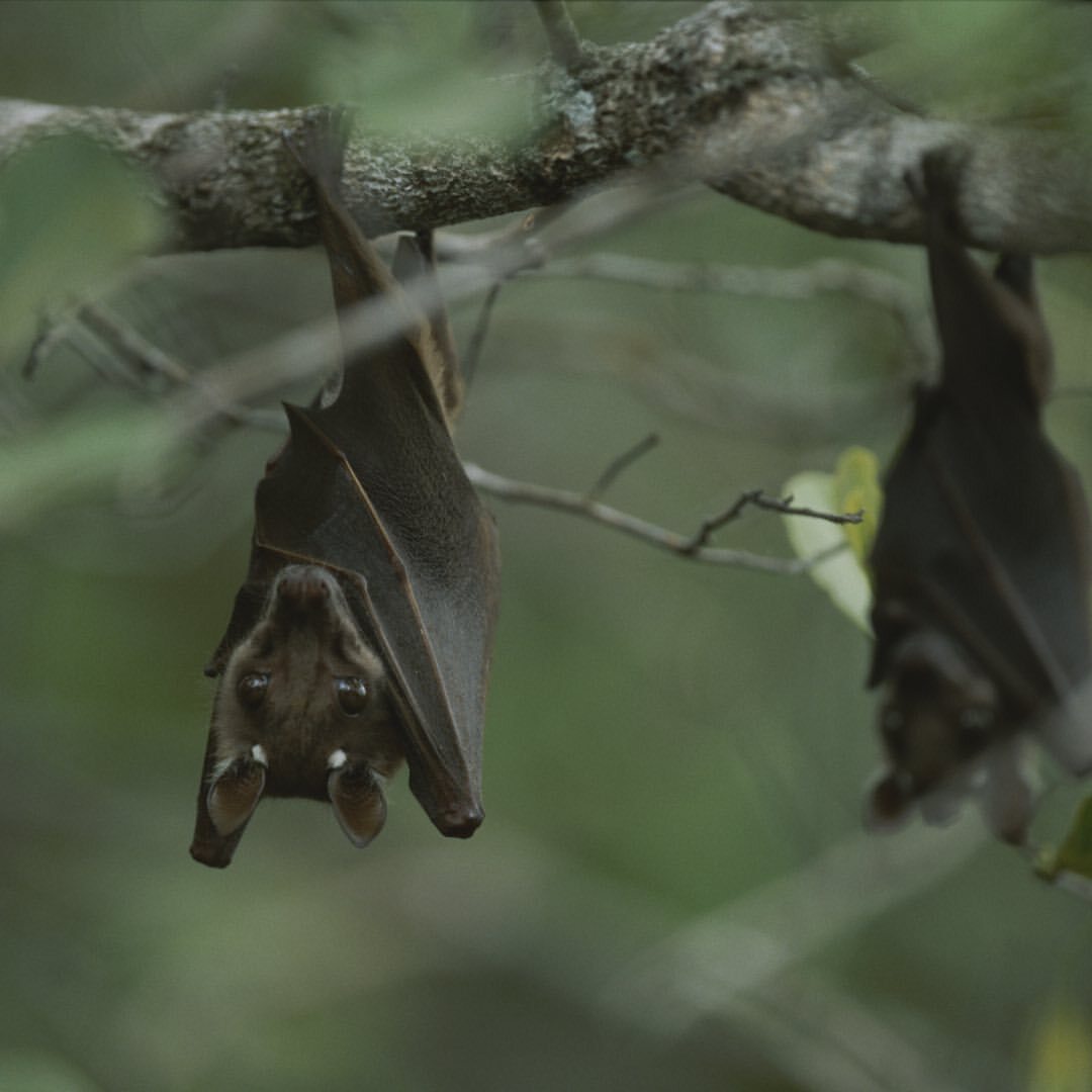 Fruit bat - Bats, Bats, Wild animals, wildlife, National park, Africa, The photo