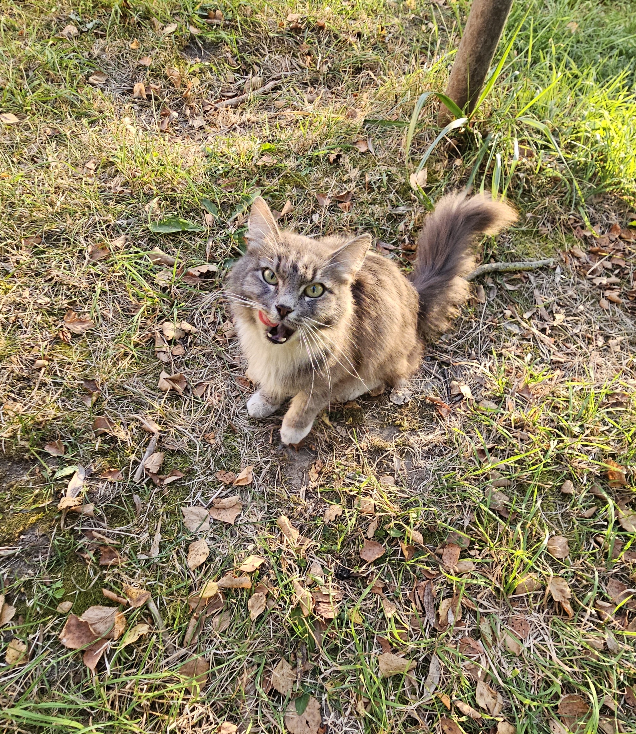 Kitty in good hands! - My, Saint Petersburg, Leningrad region, No rating, Is free, In good hands, cat, Volunteering, Animals, Fluffy, Pets, Longpost, Homeless animals