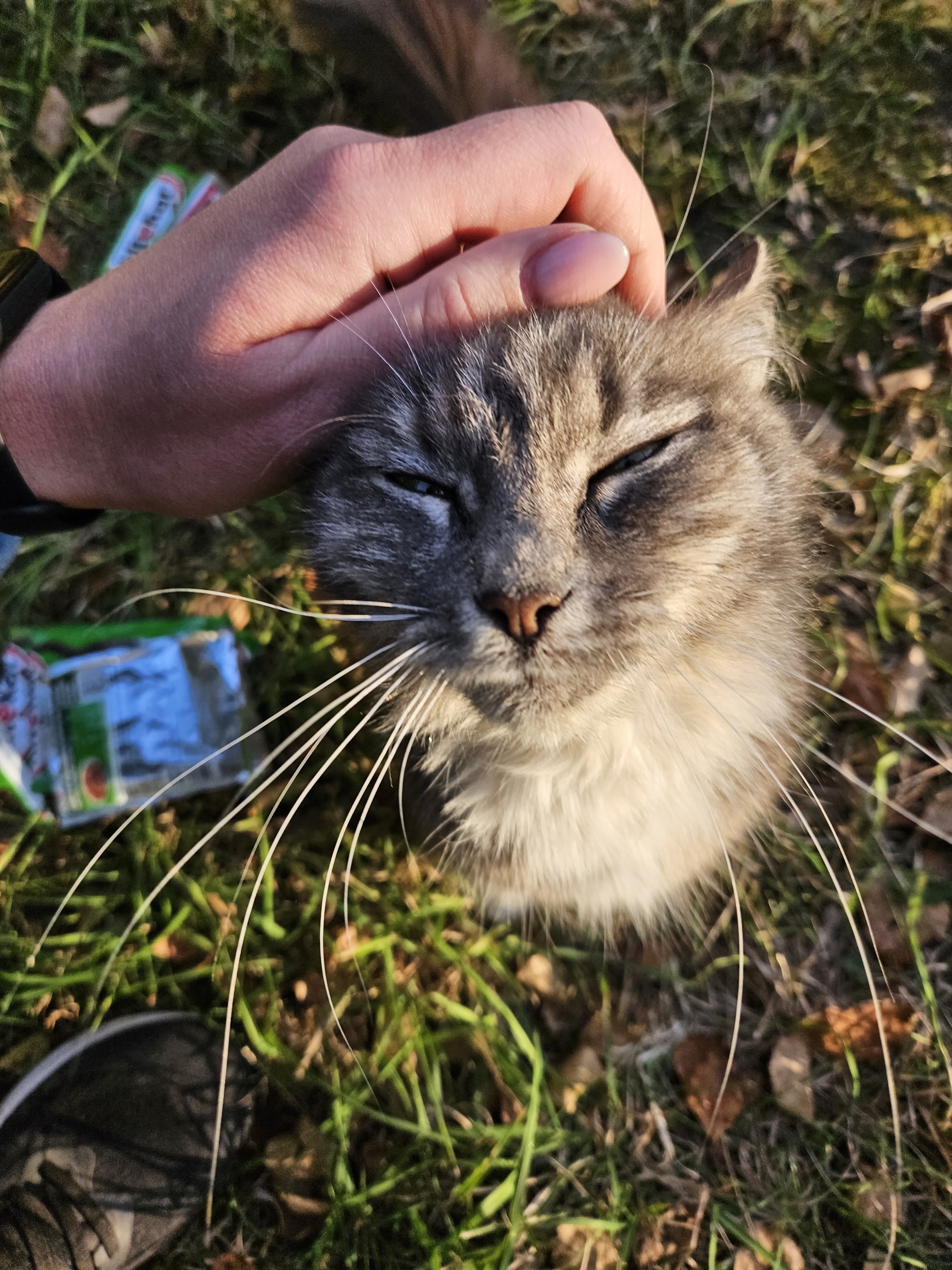 Kitty in good hands! - My, Saint Petersburg, Leningrad region, No rating, Is free, In good hands, cat, Volunteering, Animals, Fluffy, Pets, Longpost, Homeless animals