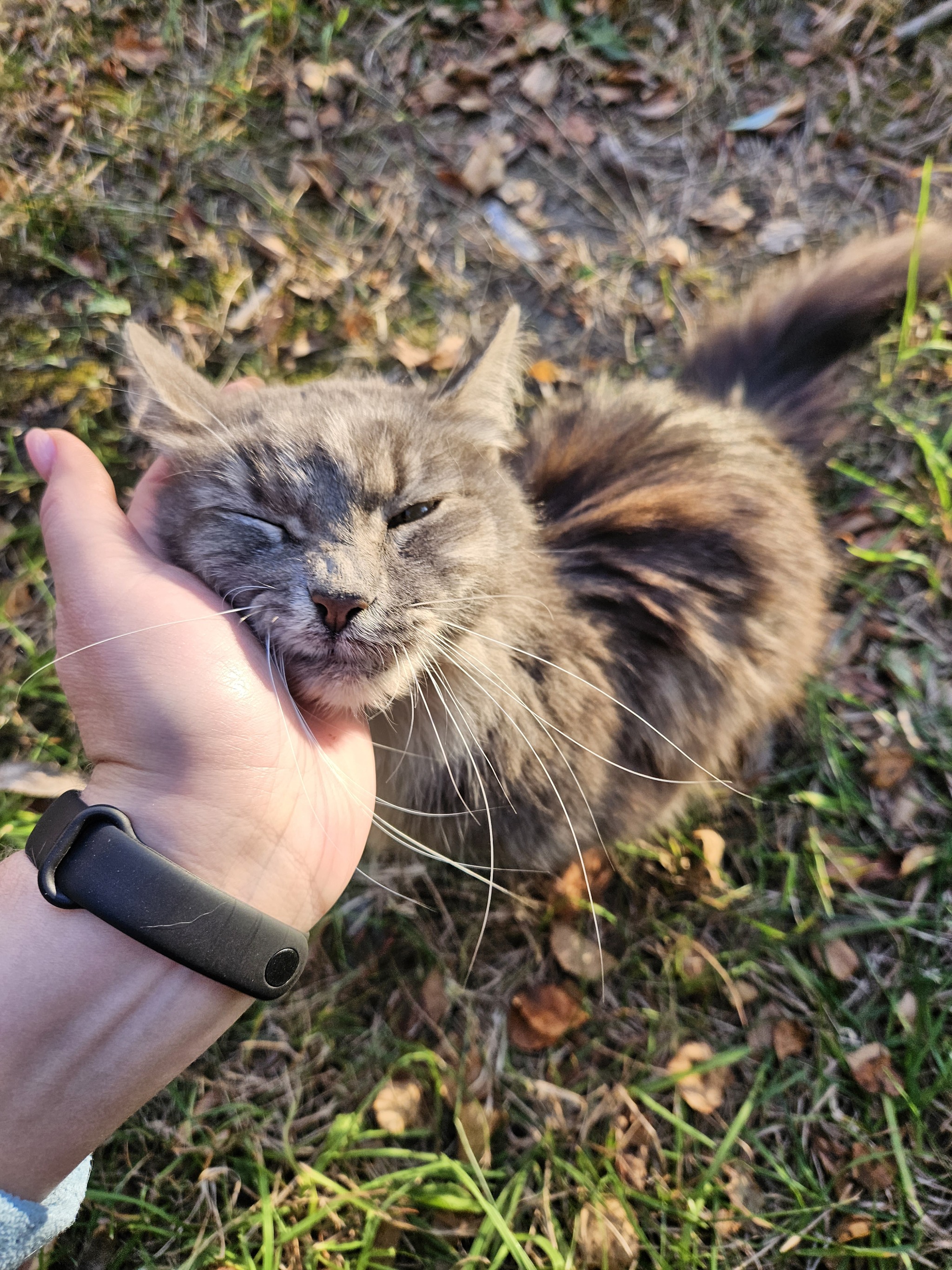 Kitty in good hands! - My, Saint Petersburg, Leningrad region, No rating, Is free, In good hands, cat, Volunteering, Animals, Fluffy, Pets, Longpost, Homeless animals