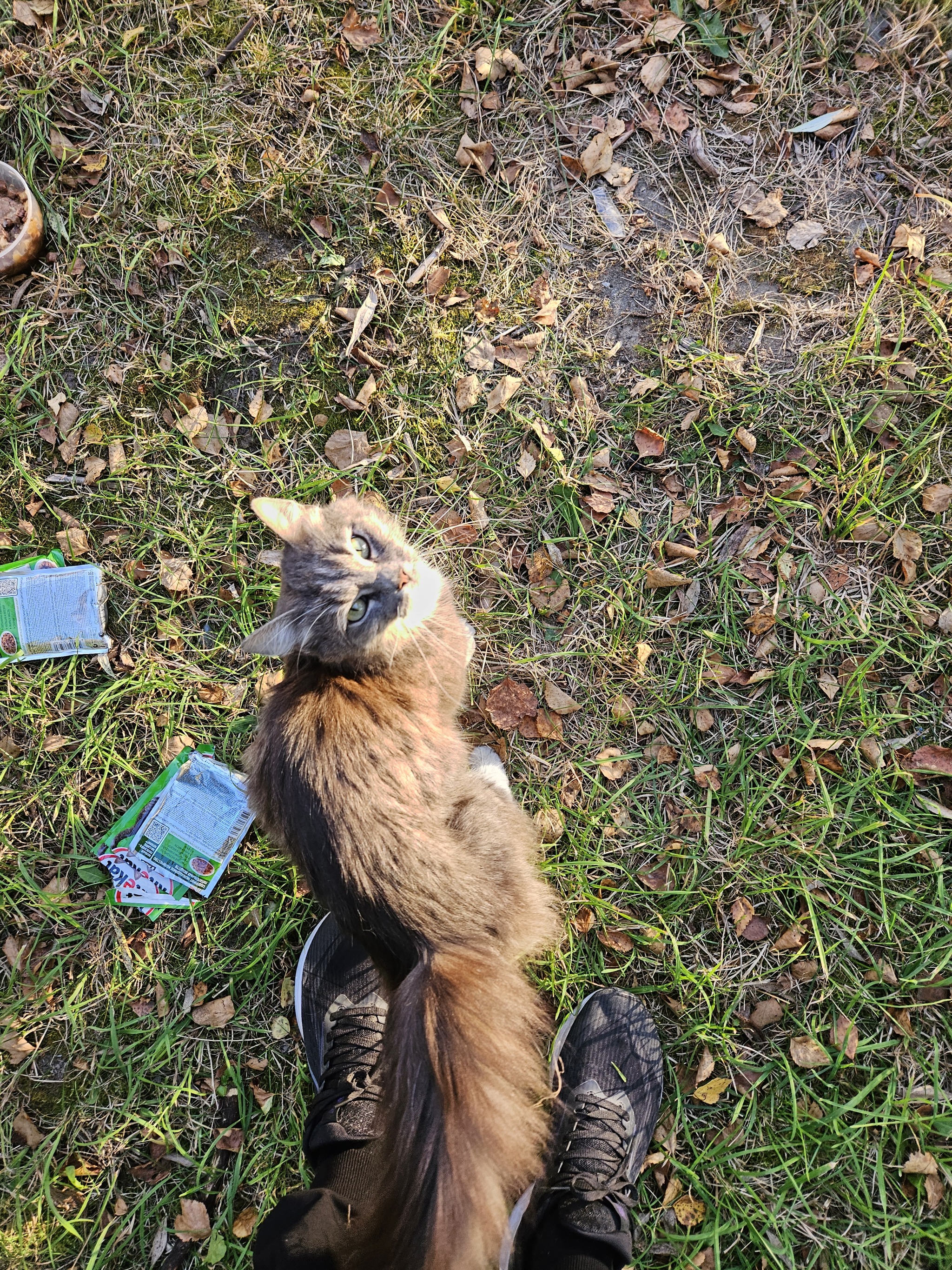 Kitty in good hands - My, Saint Petersburg, Leningrad region, Fluffy, No rating, Homeless animals, Pets, In good hands, cat, Longpost