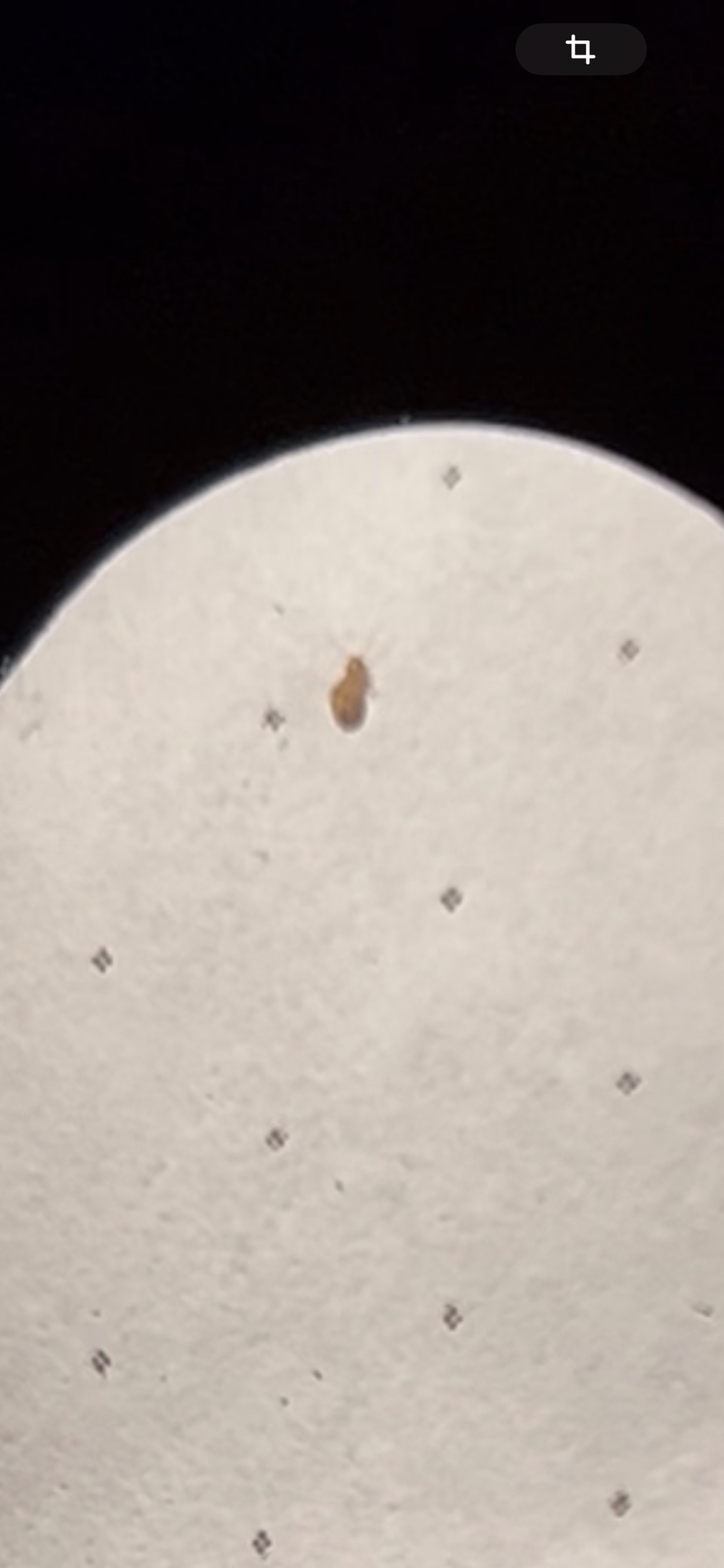 Help identify the insect - My, Insects, Bedbugs, Senoid, Video, Soundless, Vertical video, Longpost