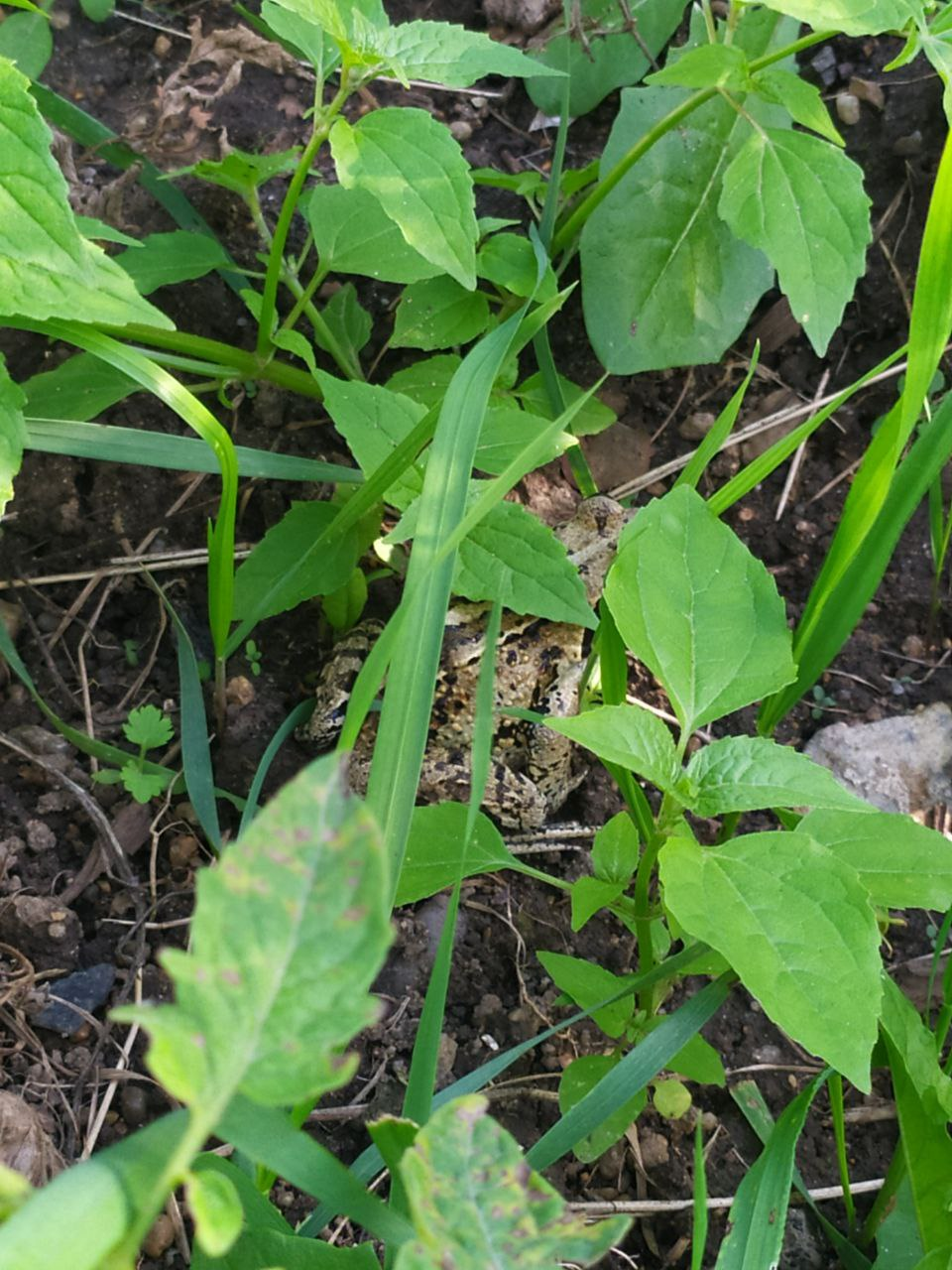 Happy Wednesday my dudes - Frogs, It Is Wednesday My Dudes, Wednesday, Toad, Disguise