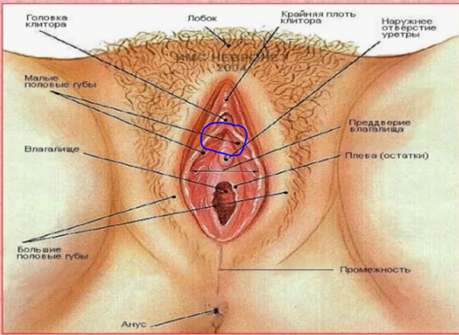 Continuation of the post Yoni massage. From anatomy to practice - Life stories, Reply to post, The medicine, Sexual health, Longpost, Sex