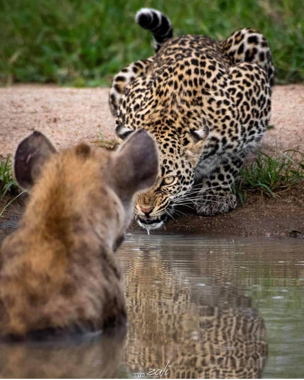 Not friends - Leopard, Spotted Hyena, Waterhole, Not a friend, wildlife, The photo, Predatory animals, Wild animals, Cat family, Hyena, Big cats, Telegram (link)