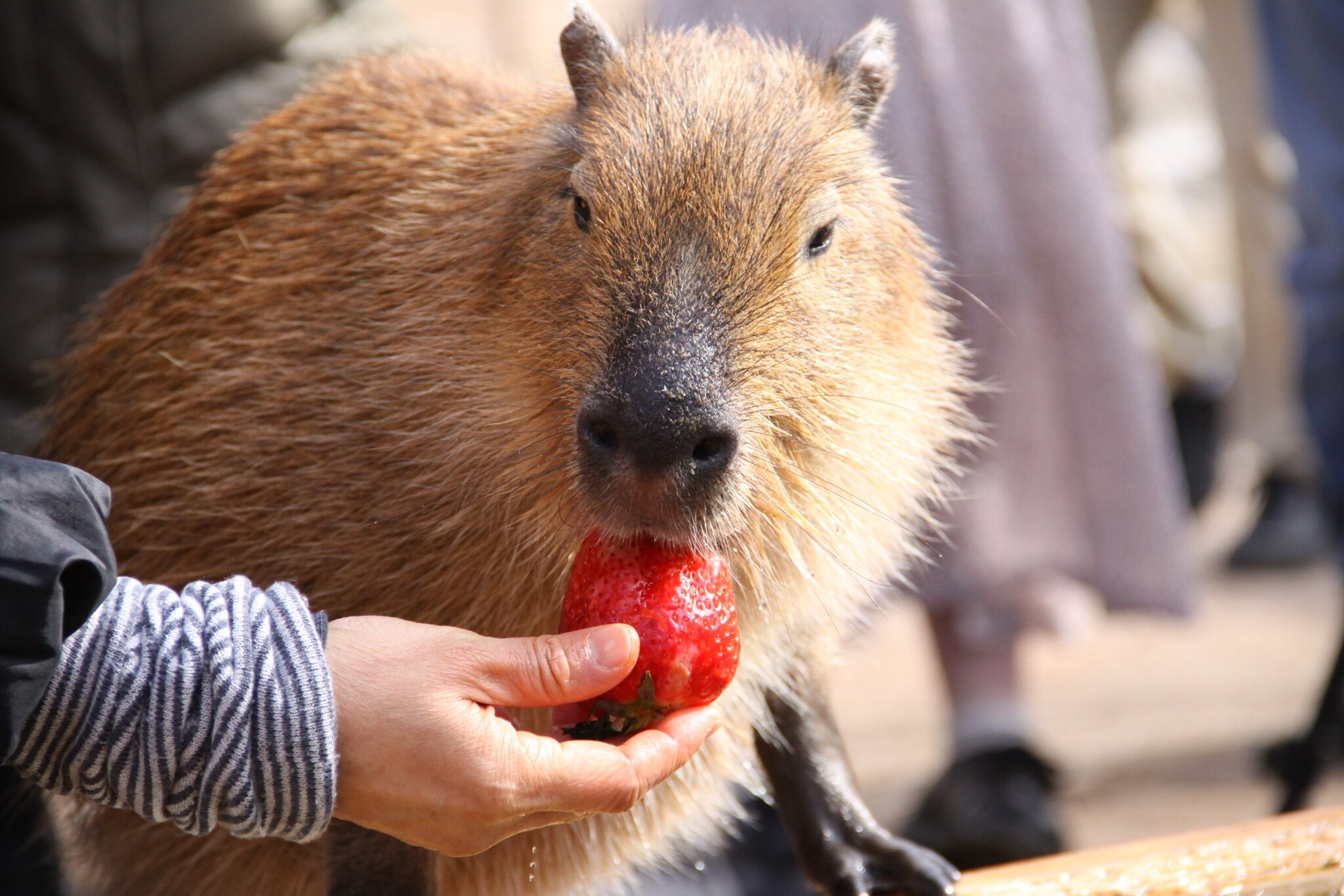 Strawberry - Capybara, Rodents, Wild animals, Zoo, Strawberry (plant)