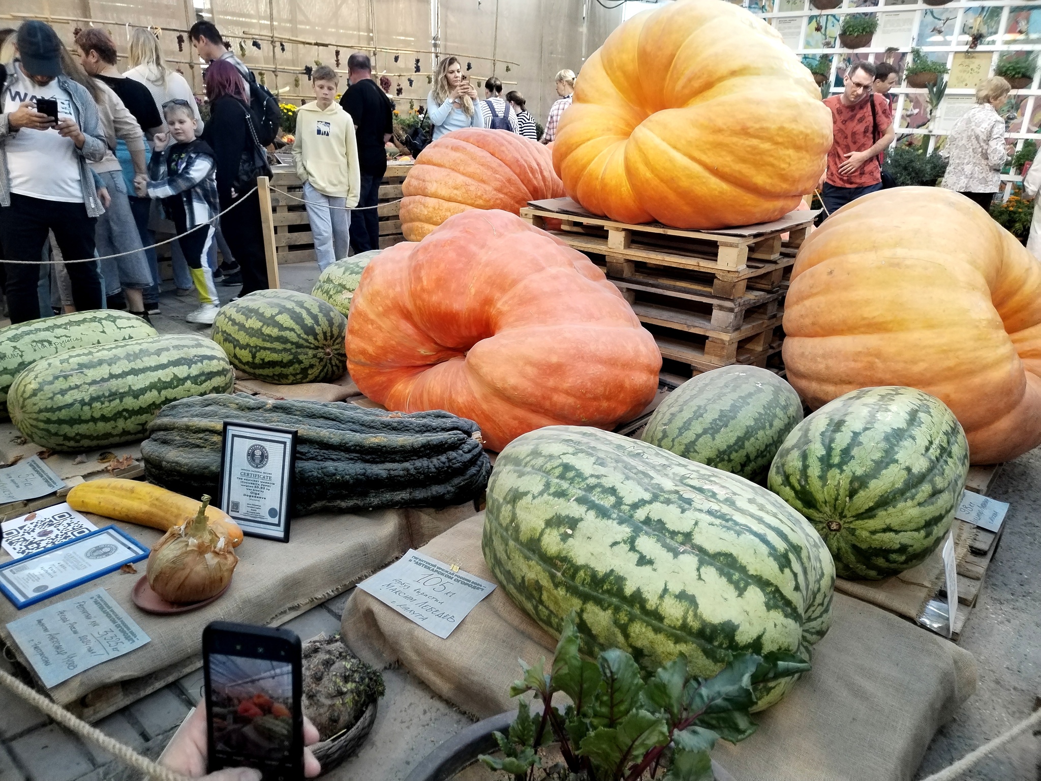 Meeting of the Century. Giant Vegetables and Those Who Grew Them - My, Vegetables, Garden, Giants, Giant pumpkin, Zucchini, Gigantomania, Gardening, Dacha, Dream, Video, Longpost