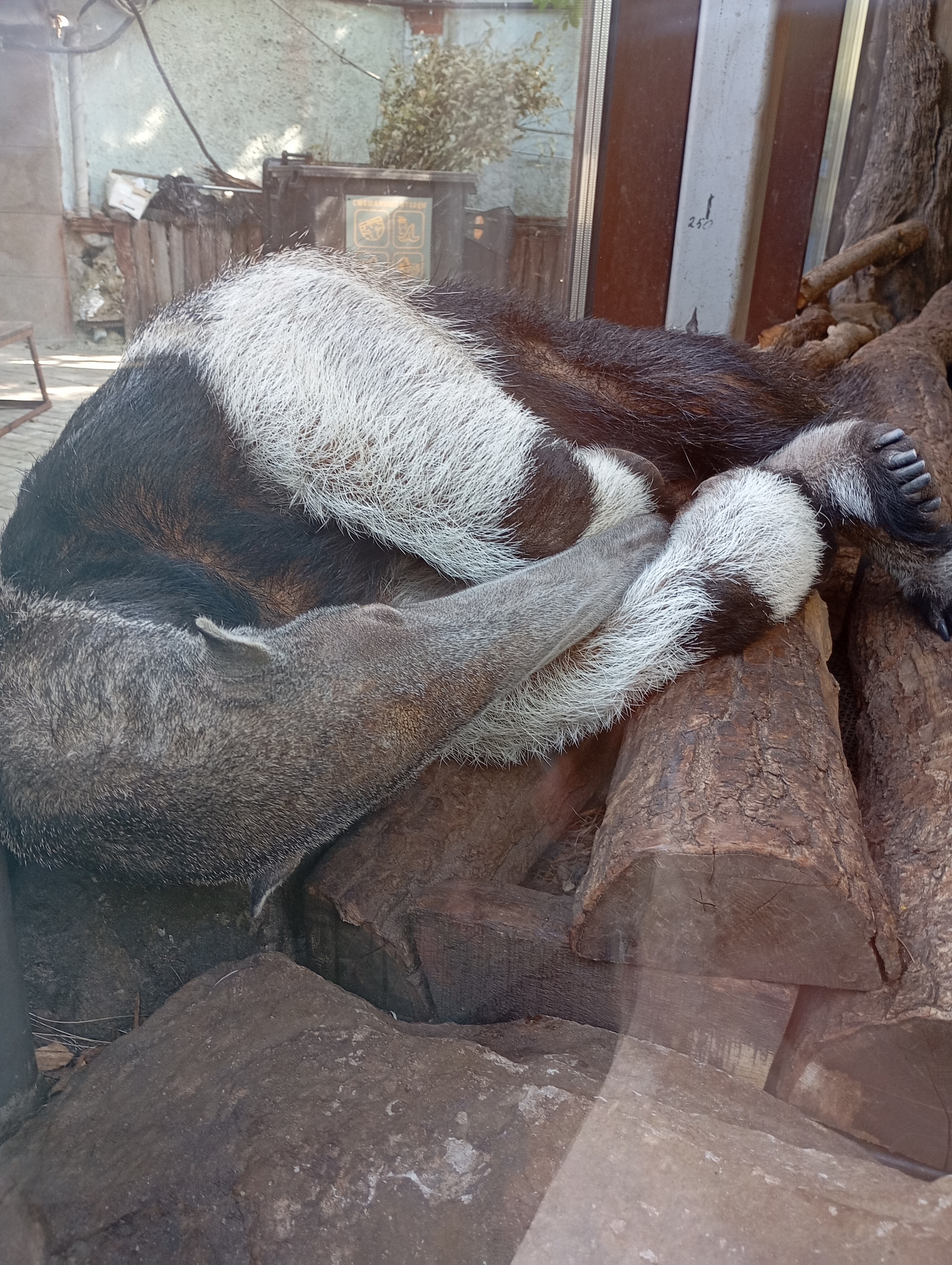 Moscow Zoo - My, Moscow Zoo, Zoo, Animals, Shoebill, Ant-eater, Just, Walruses, Video, Vertical video, Longpost