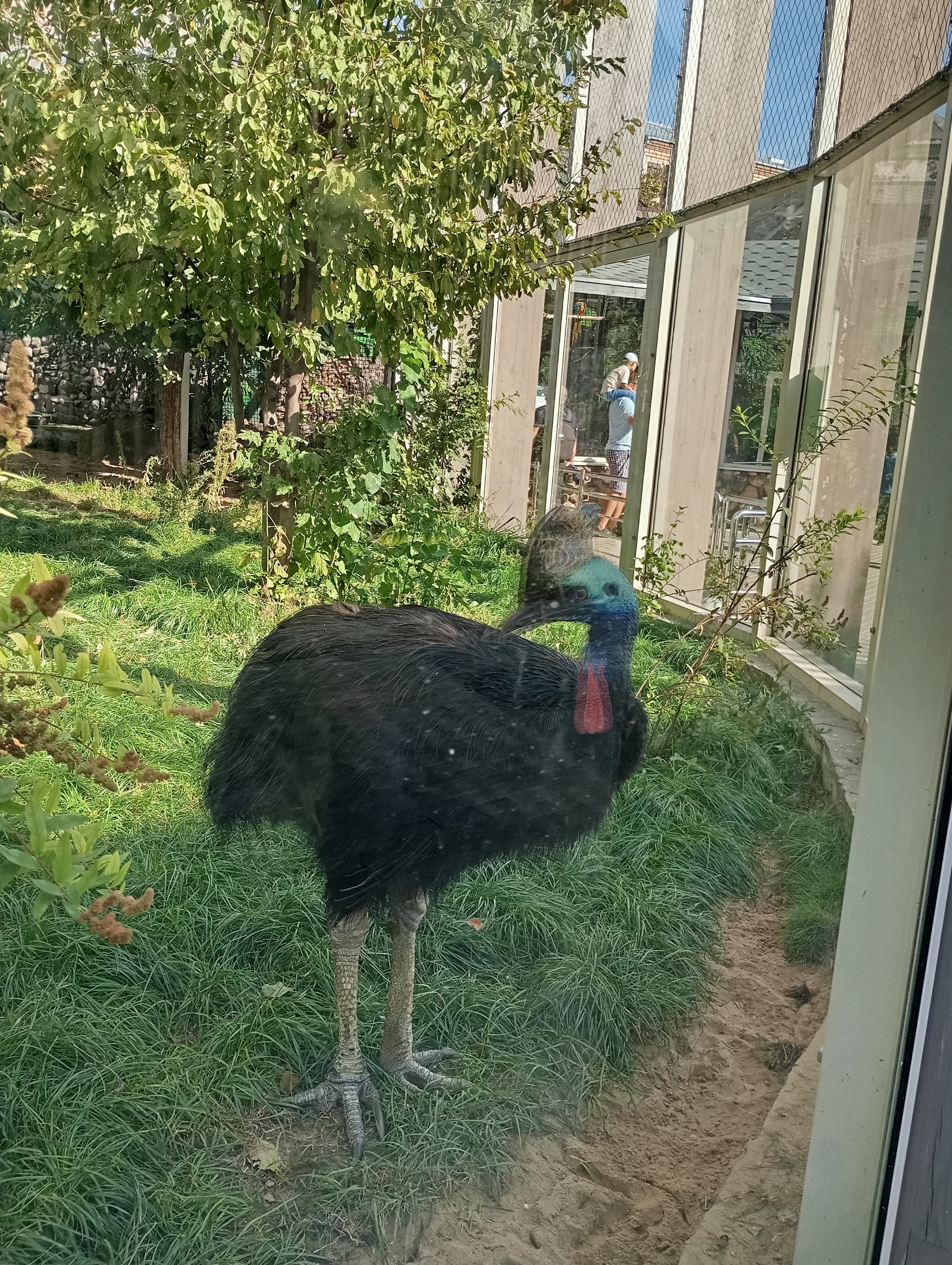 Moscow Zoo - My, Moscow Zoo, Zoo, Animals, Shoebill, Ant-eater, Just, Walruses, Video, Vertical video, Longpost