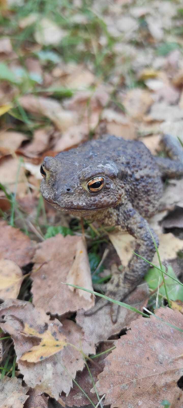 Our frog - My, Toad, Dacha, It Is Wednesday My Dudes, Video, Vertical video, Longpost