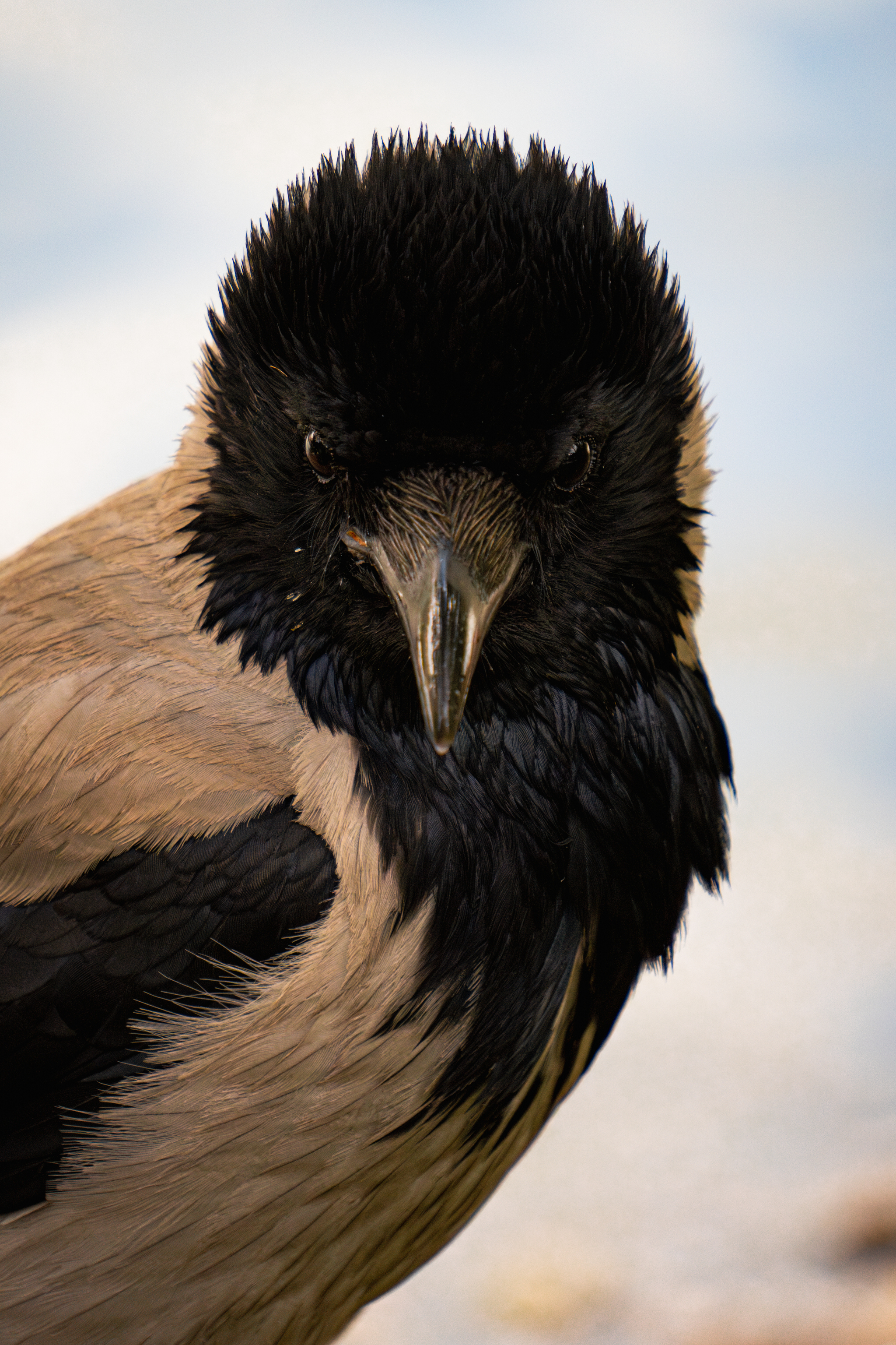 Crow - Animals, Crow, Zoo, The photo, Longpost