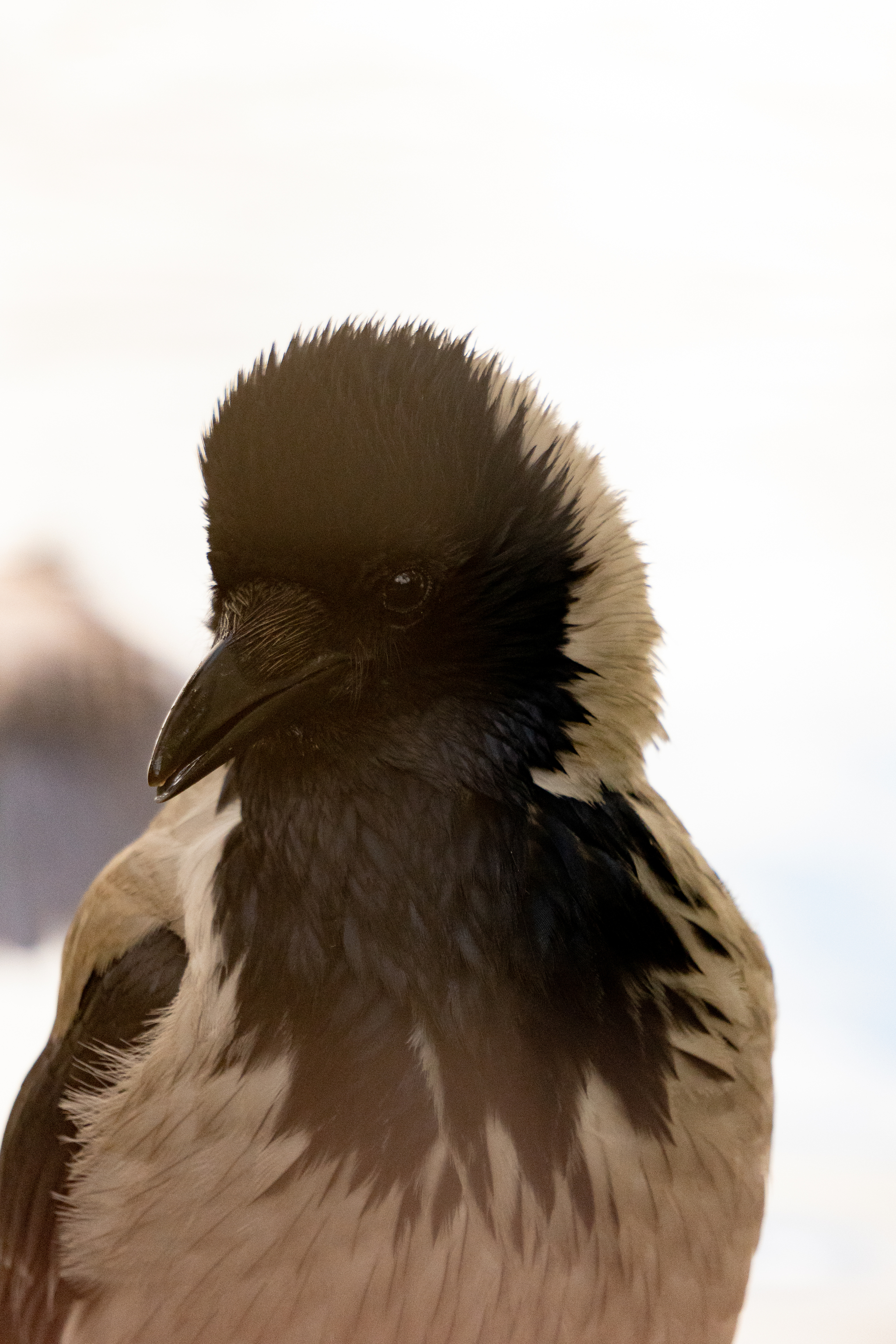 Crow - Animals, Crow, Zoo, The photo, Longpost