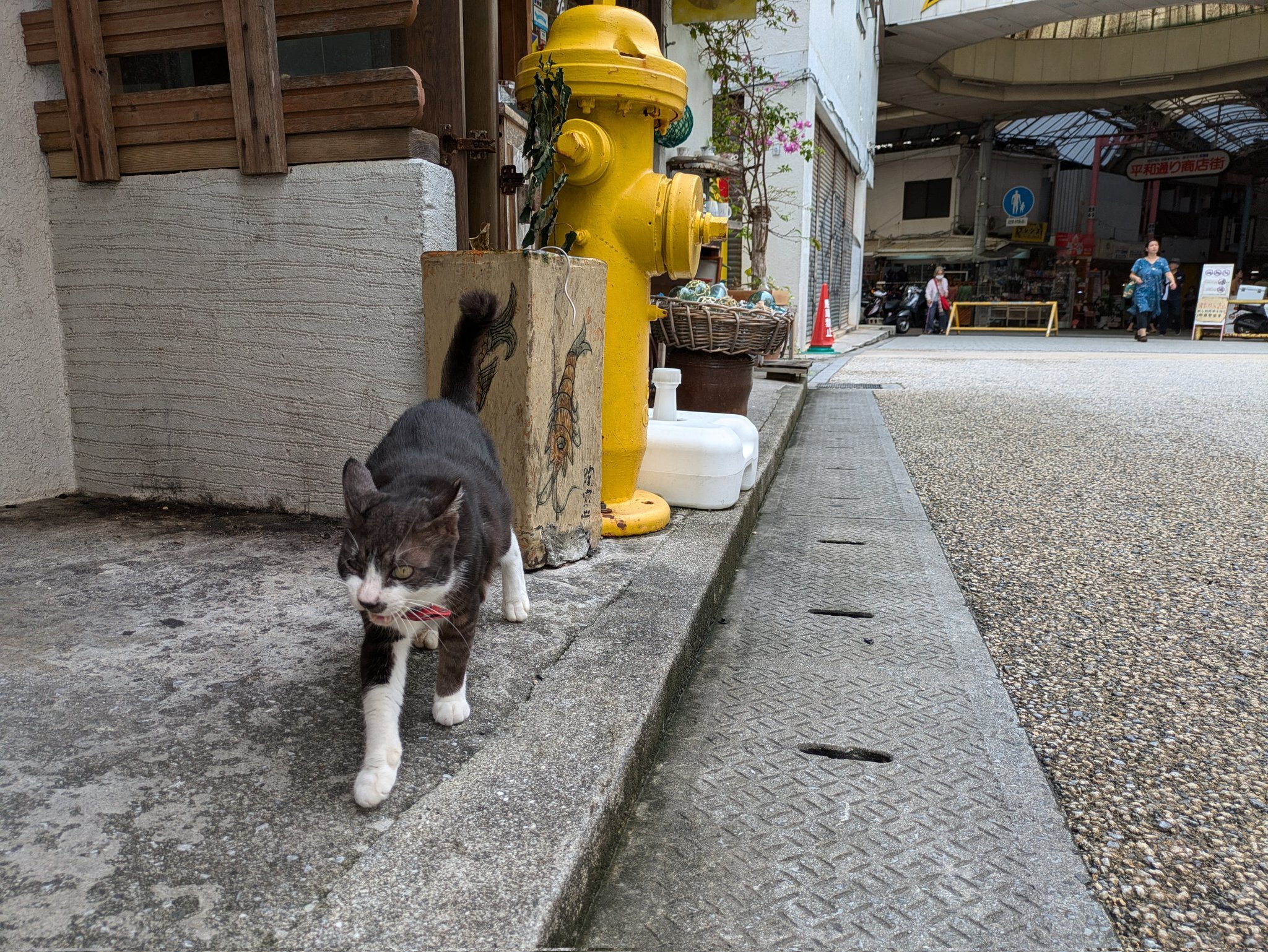 By myself - cat, Twitter (link), Paws, Sight, Japan, Longpost