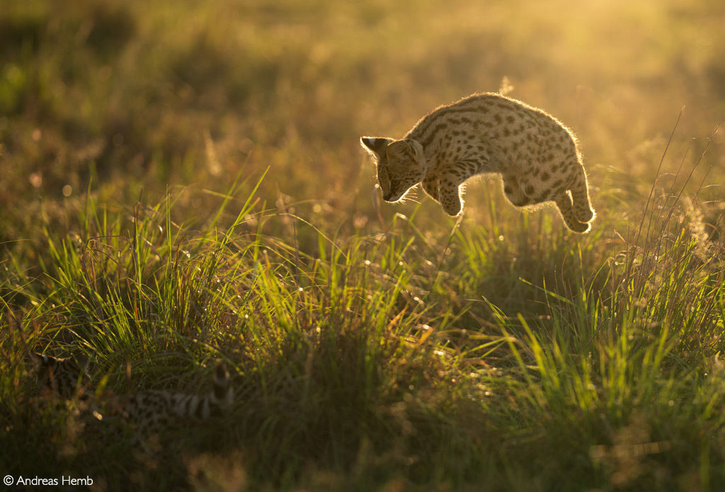 Serval kitten learning to hunt - Serval, Small cats, Cat family, Predatory animals, Wild animals, wildlife, Reserves and sanctuaries, Masai Mara, Africa, The photo, Bounce