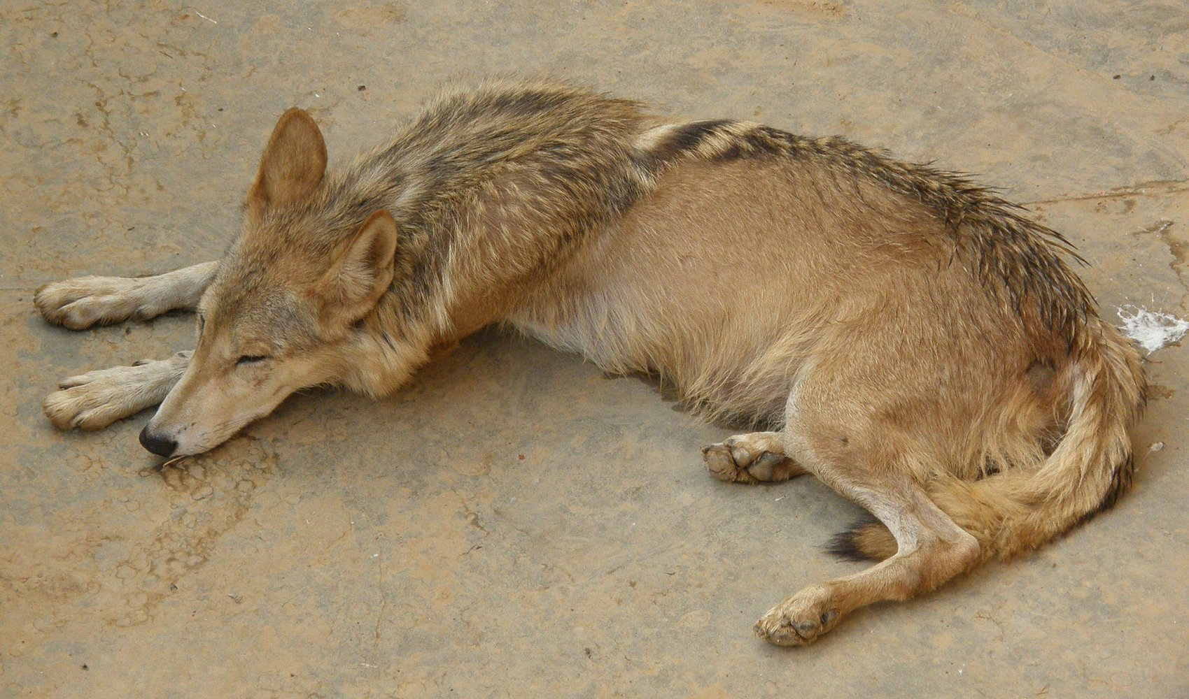 Die-hard - Wolf, Cannibal, India, Wild animals, Predatory animals, Canines, Dangerous animals, Lameness