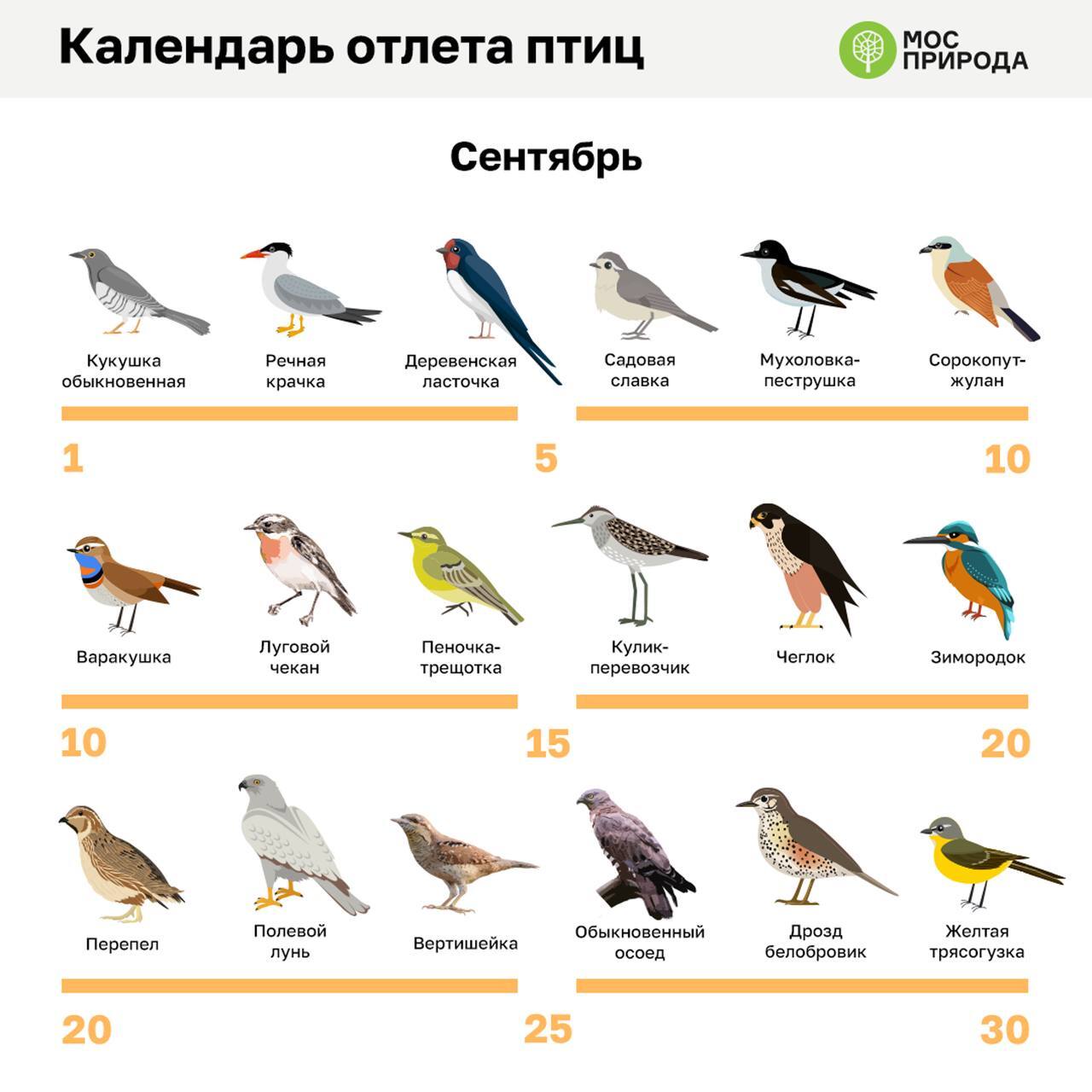 The cuckoo is the first to fly away in autumn - Cuckoo, Autumn, Psychiatry, Humor, The calendar