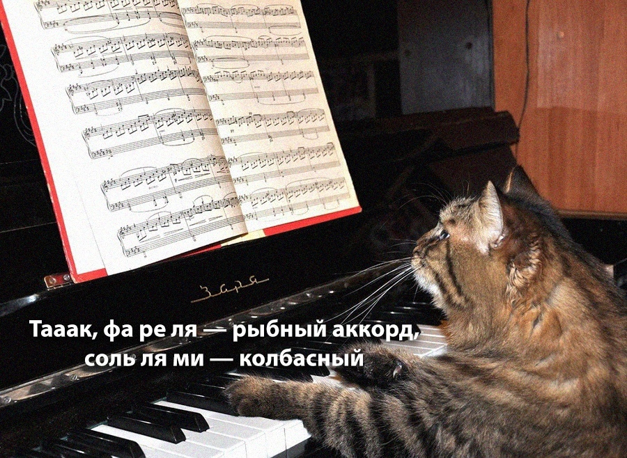 Expert - cat, A life, Music, Musicians, Picture with text, The photo, Paws, Piano, Repeat, Notes, Humor