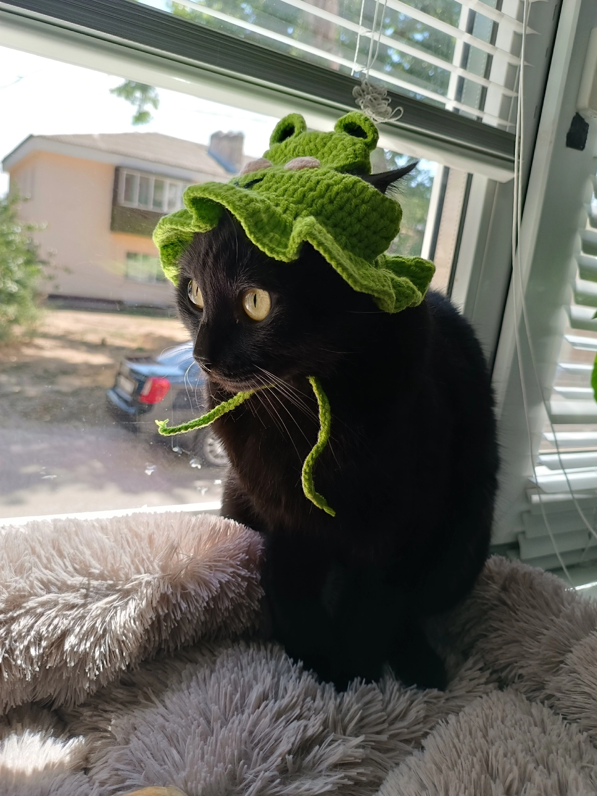 Black frog - My, cat, Frogs, Black cat, Pets, The photo