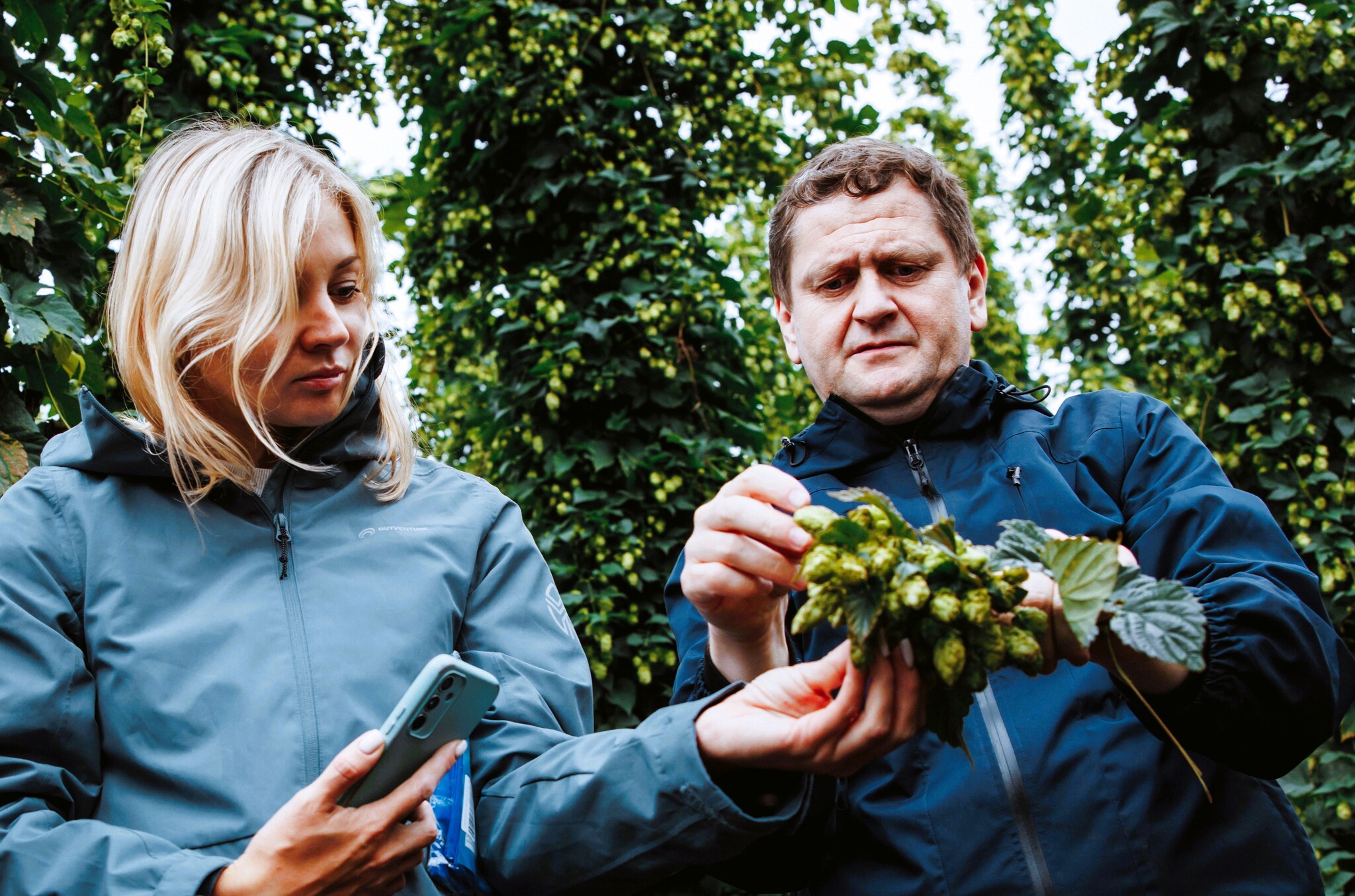 Entirely our production: how we grew a hop crop in the Chuvash Republic - How is it done, Beer, Production, Manufacturing, Beverages, Russia, Baltika beer, Video, Video VK, Company Blogs, Longpost