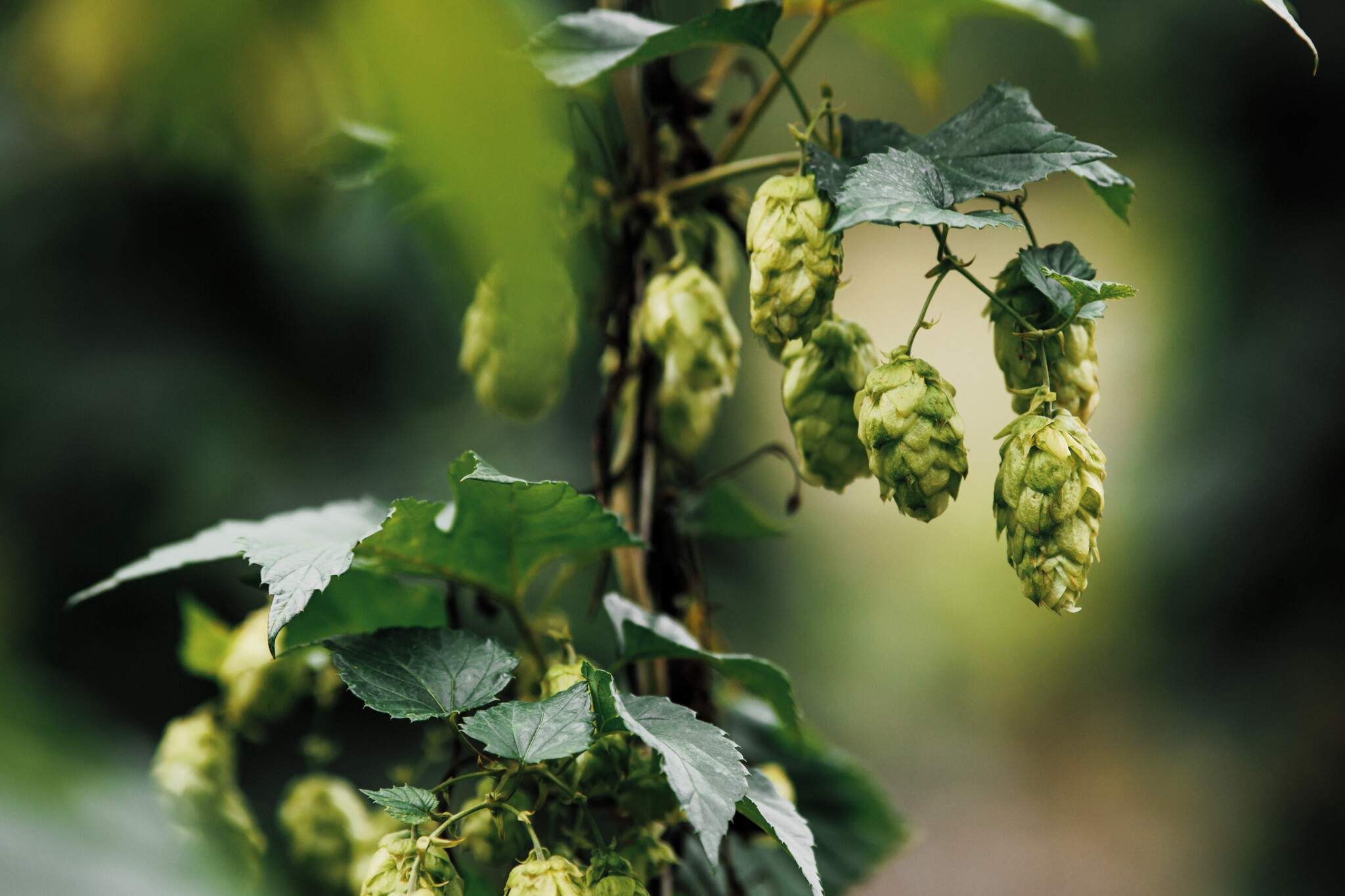 Entirely our production: how we grew a hop crop in the Chuvash Republic - How is it done, Beer, Production, Manufacturing, Beverages, Russia, Baltika beer, Video, Video VK, Company Blogs, Longpost