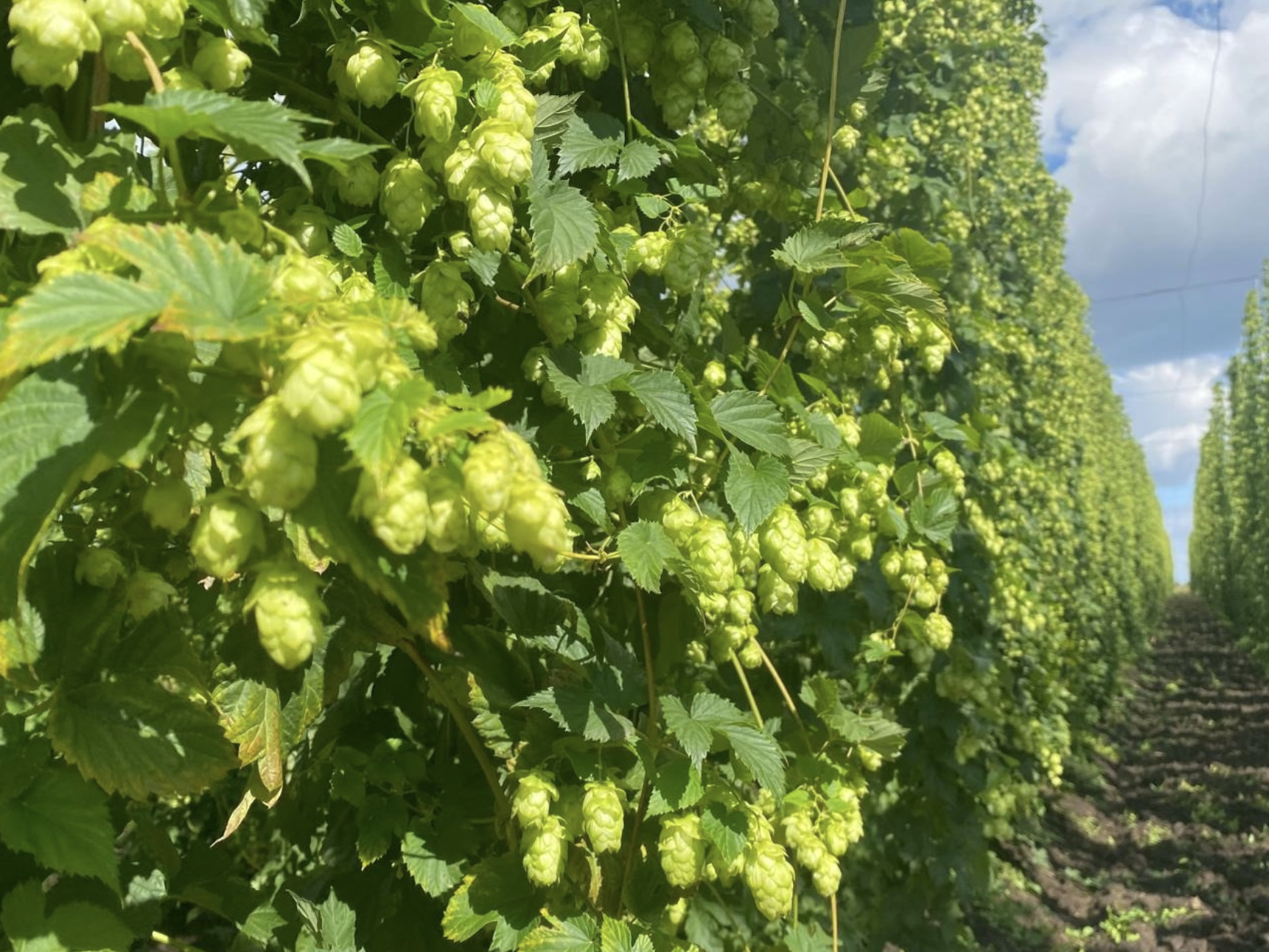 Entirely our production: how we grew a hop crop in the Chuvash Republic - How is it done, Beer, Production, Manufacturing, Beverages, Russia, Baltika beer, Video, Video VK, Company Blogs, Longpost