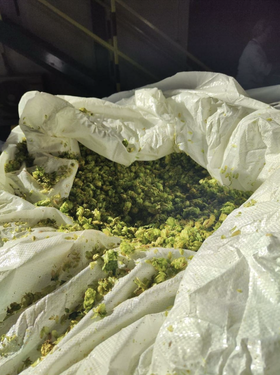 Entirely our production: how we grew a hop crop in the Chuvash Republic - How is it done, Beer, Production, Manufacturing, Beverages, Russia, Baltika beer, Video, Video VK, Company Blogs, Longpost