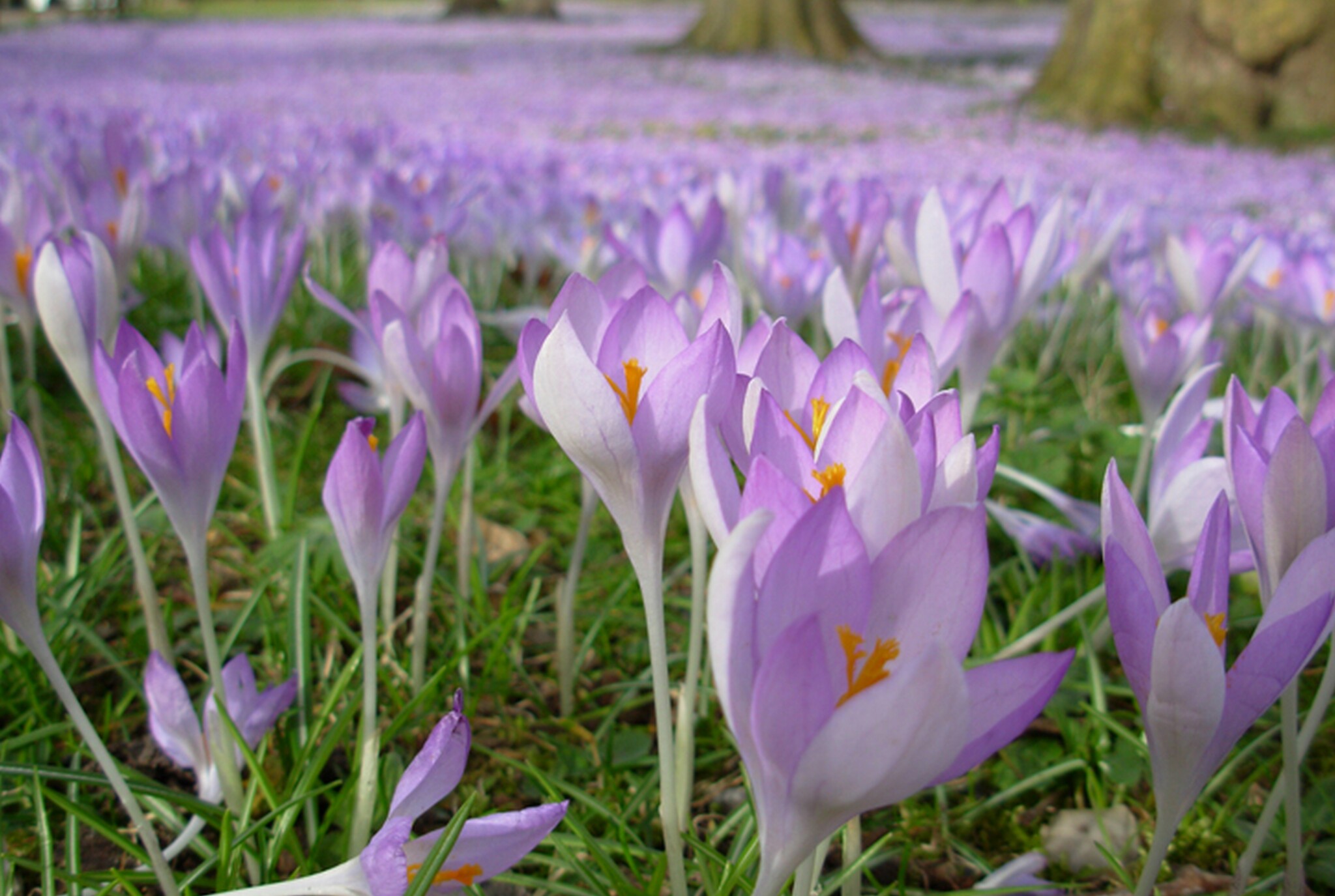 Autumn crocuses - My, Plants, Botany, Entertaining botany, crocuses, Longpost, Flowers, The photo